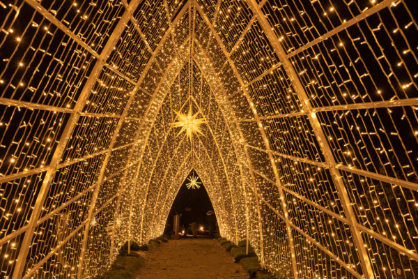 Windsor Great Park Illuminated