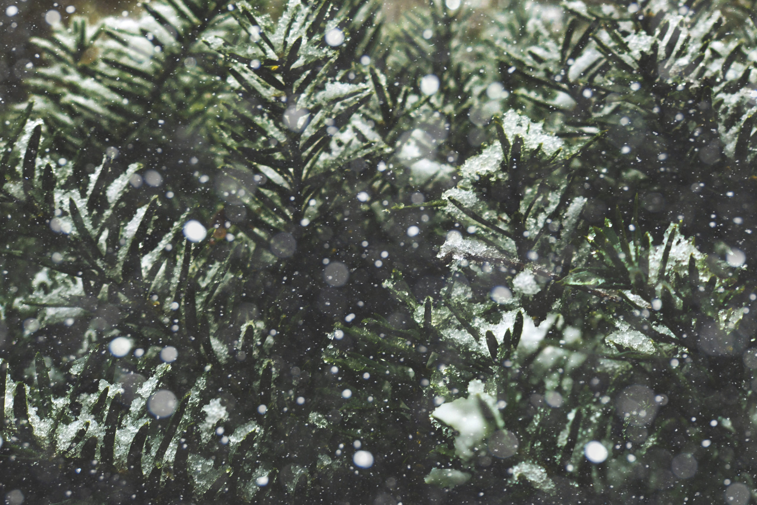 Snowy Christmas tree branches