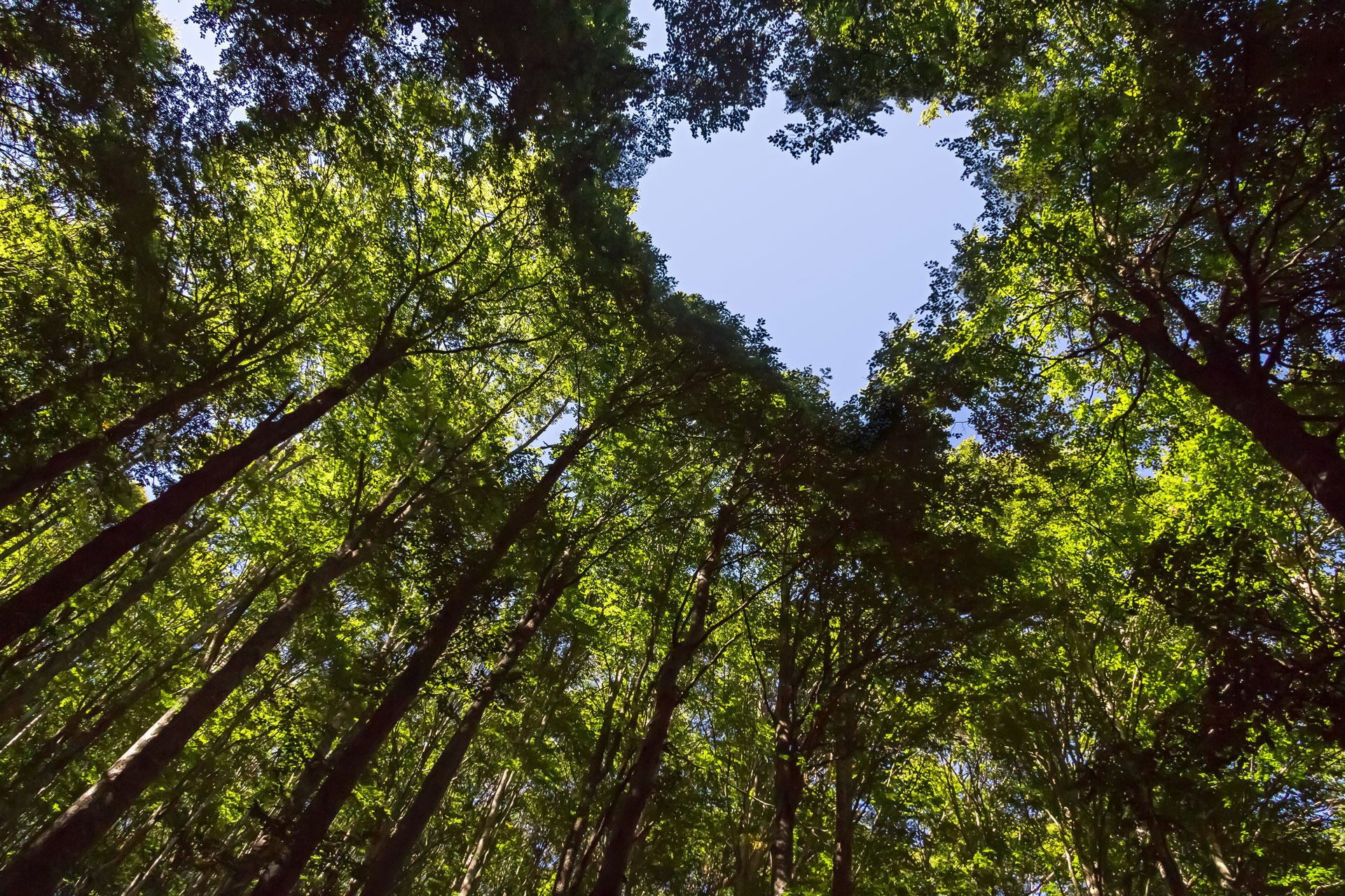Sustainability Trends 2022
