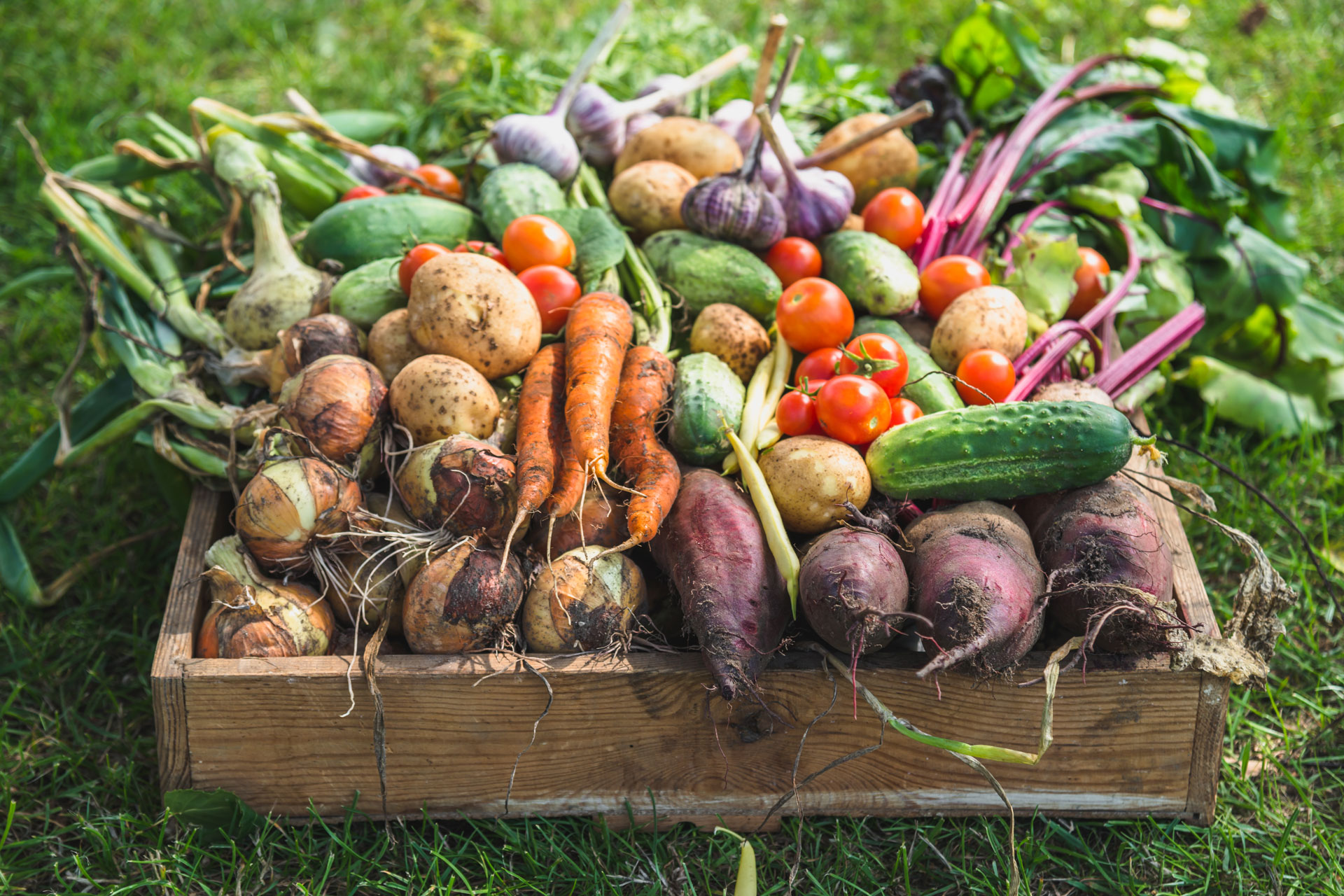 Kitchen garden