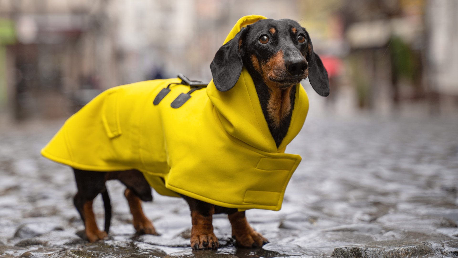 Fashionable Dogs