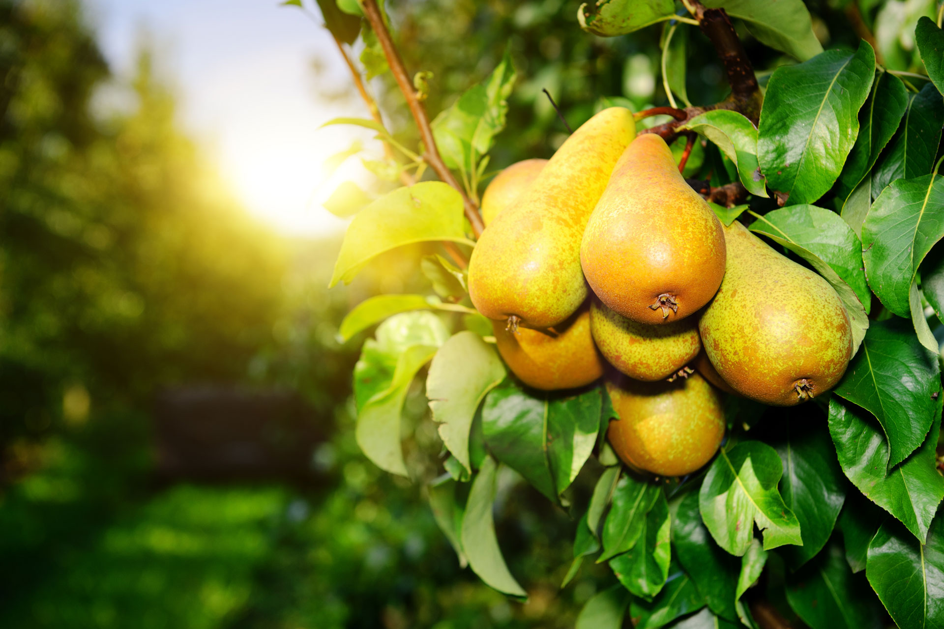 Fruit of the Week: Pears