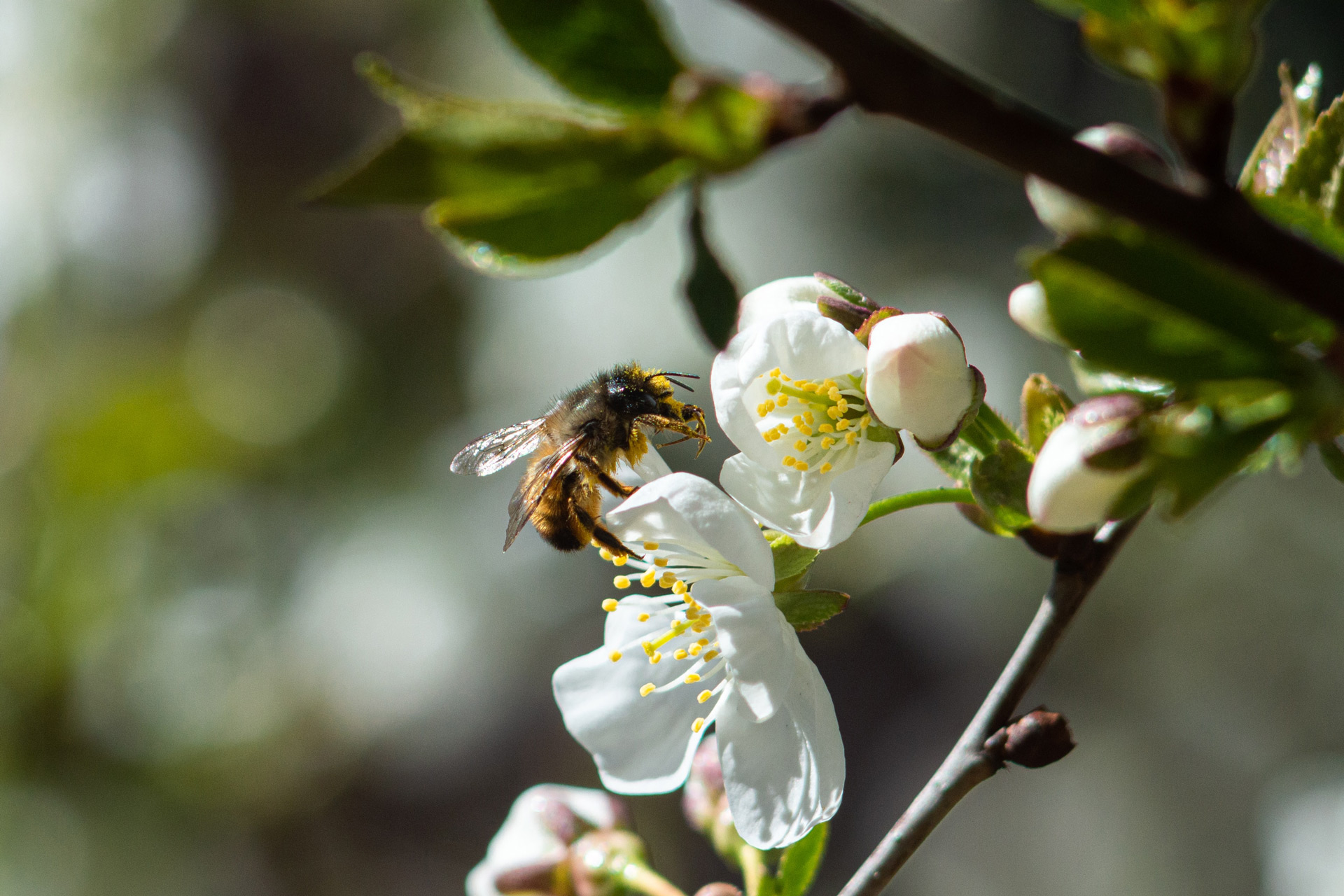 How To Attract Birds & Bees Into Your Garden