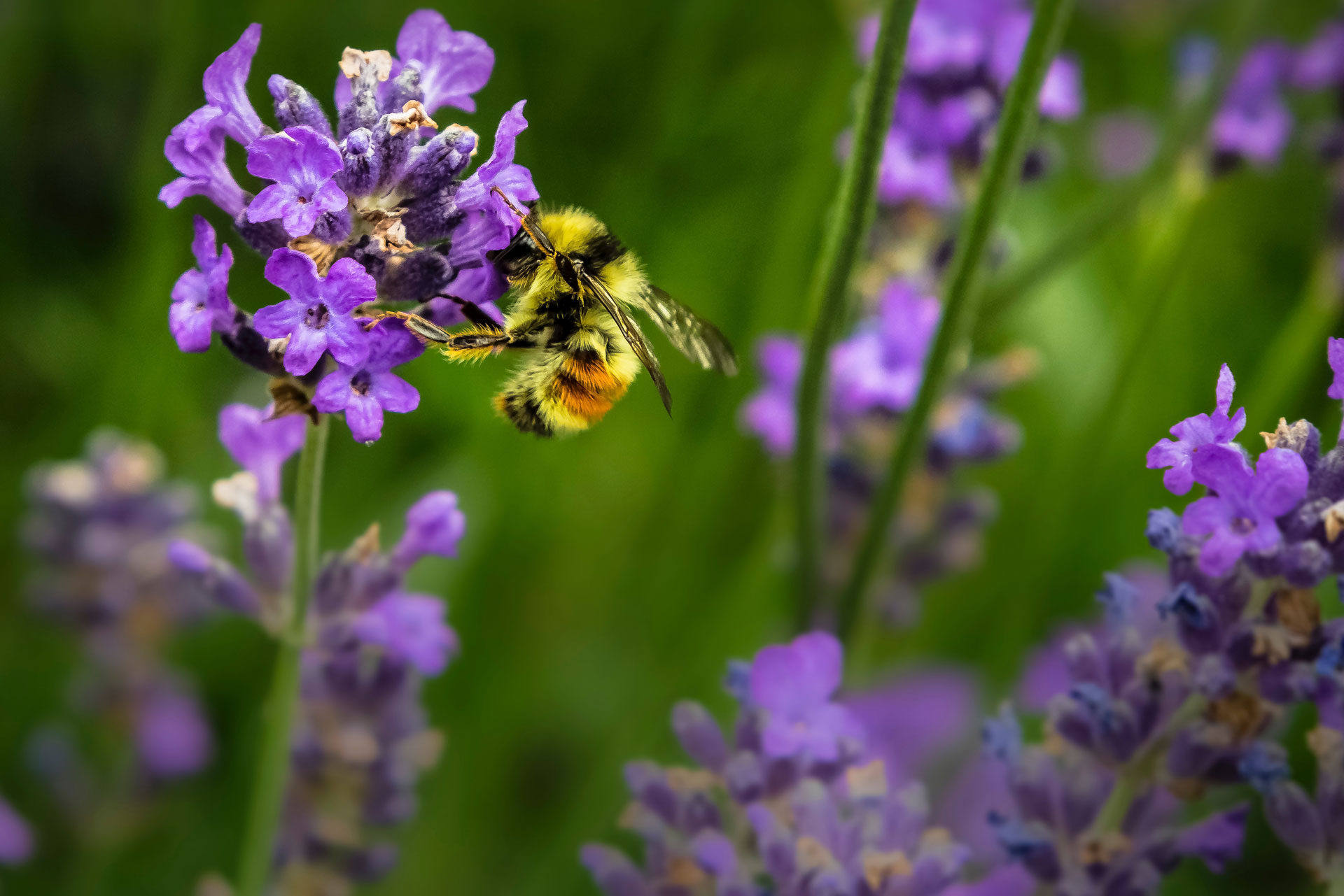 bees-unsplash