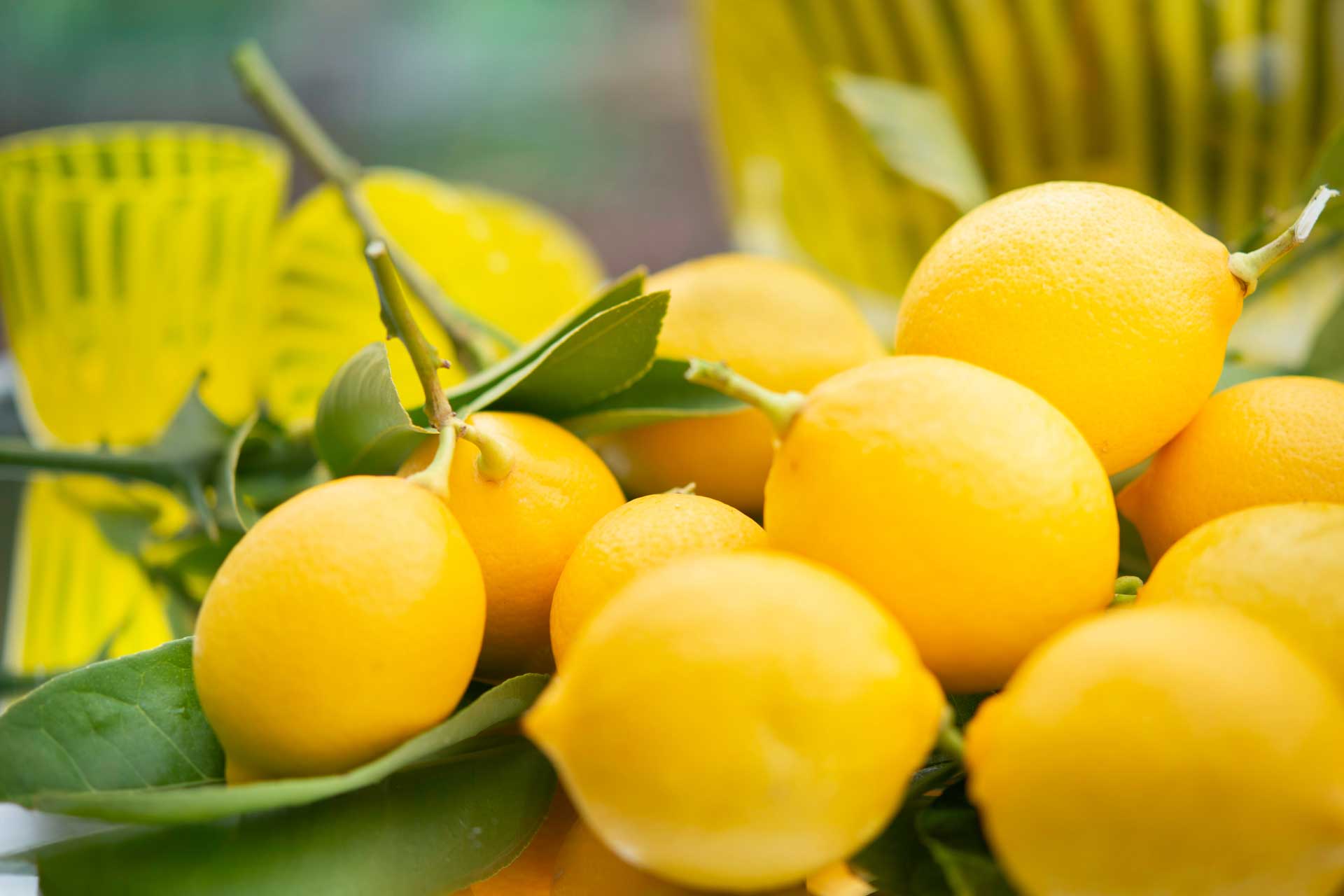 Fruit of the Week: Lemons