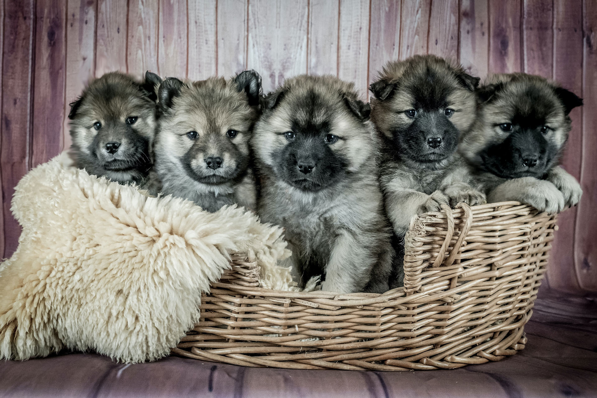 International Dog Day: Meet the C&TH Dogs