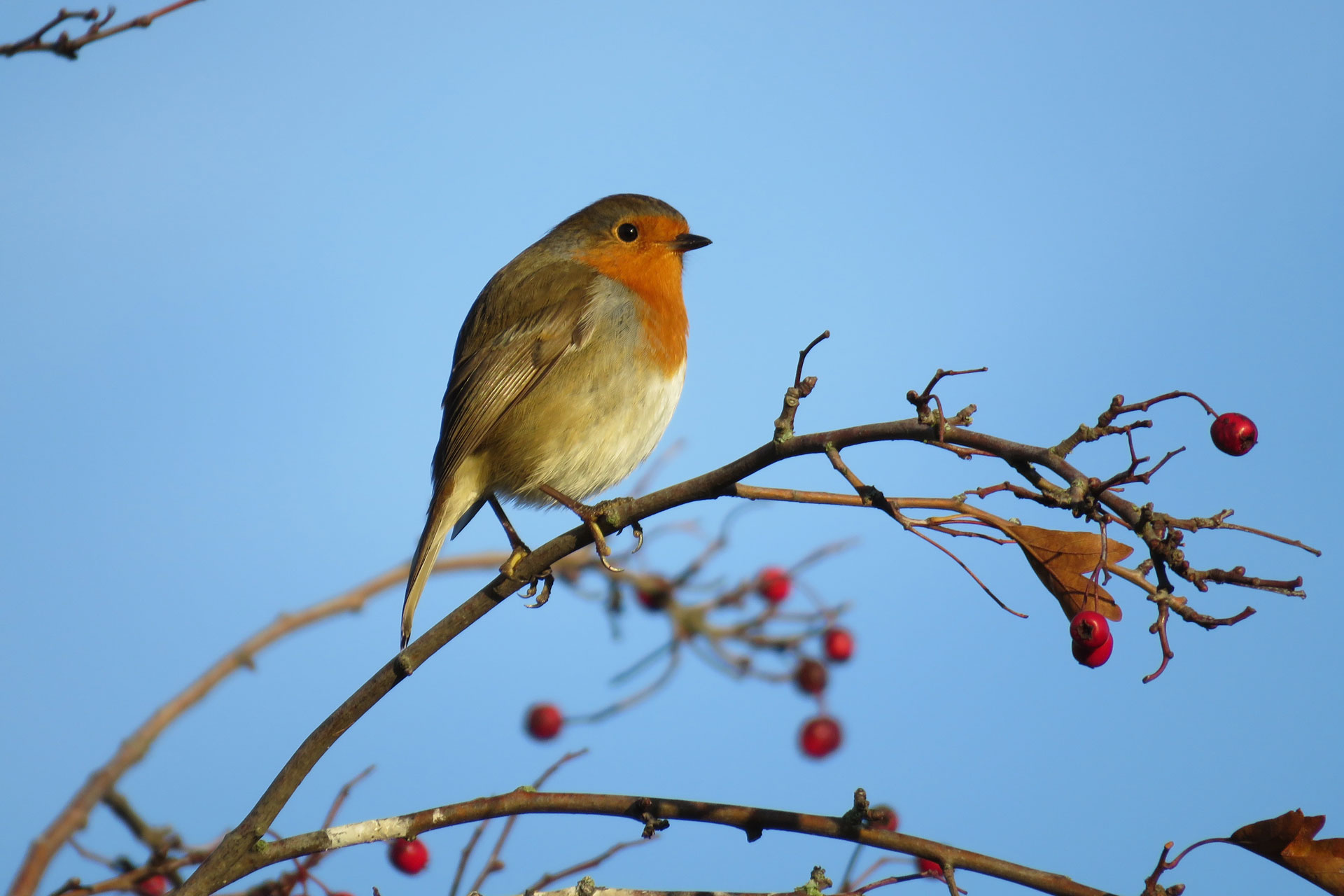 robin-unsplash