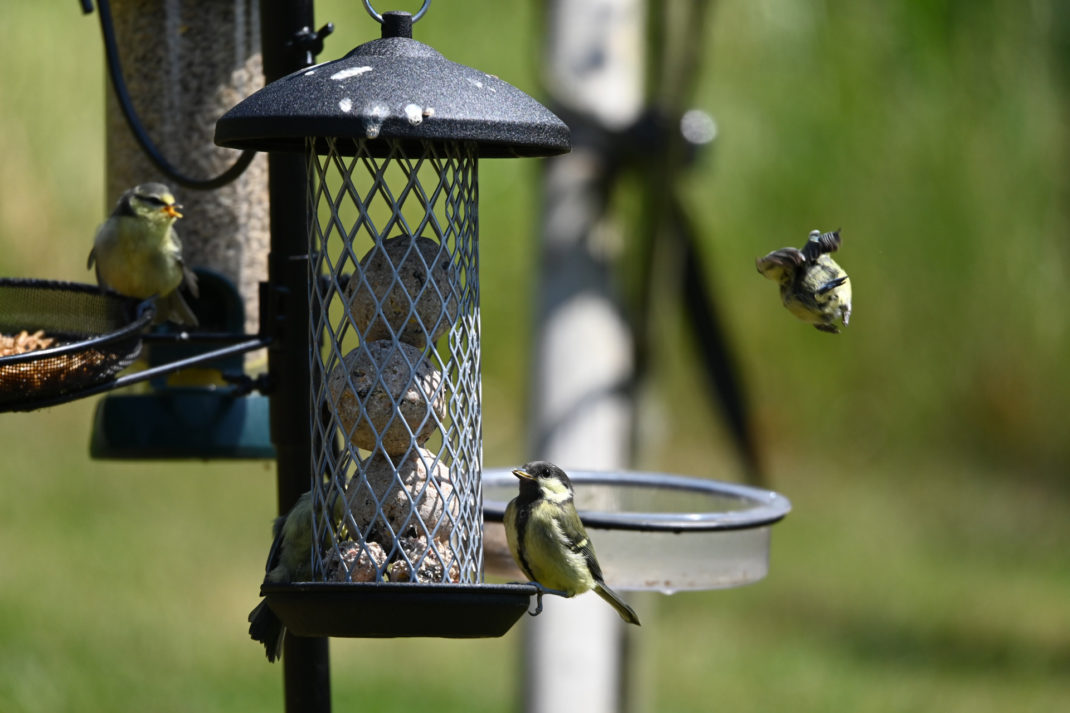 Bird Feeder