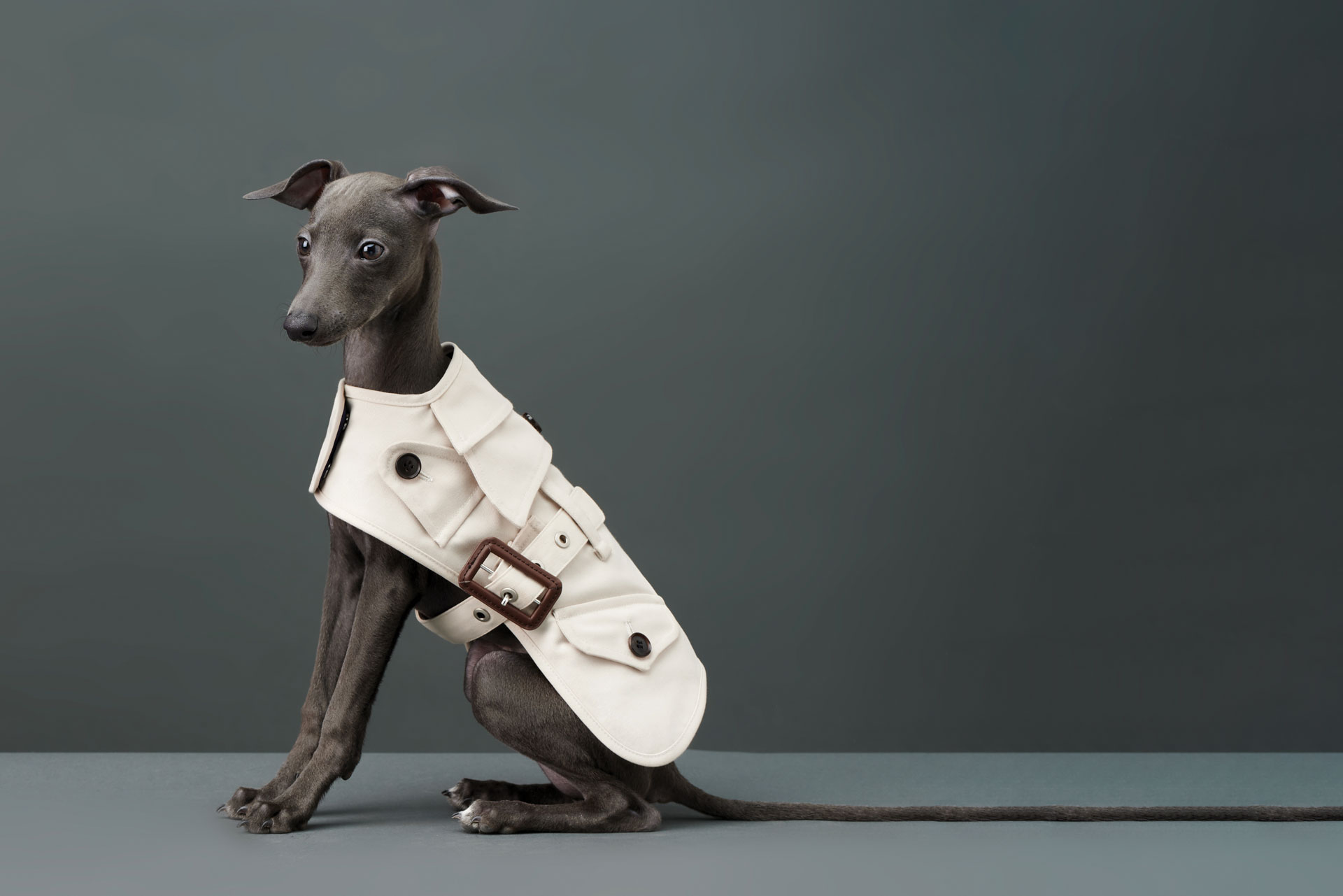 The Unstoppable Rise of Canine Couture