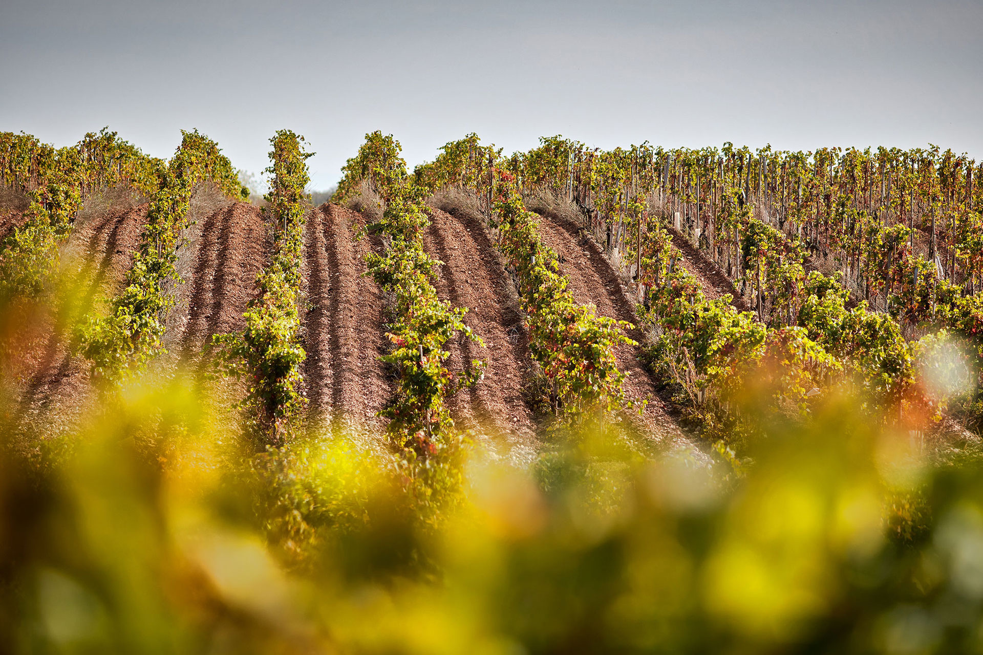 Dom_les_Alexandrins