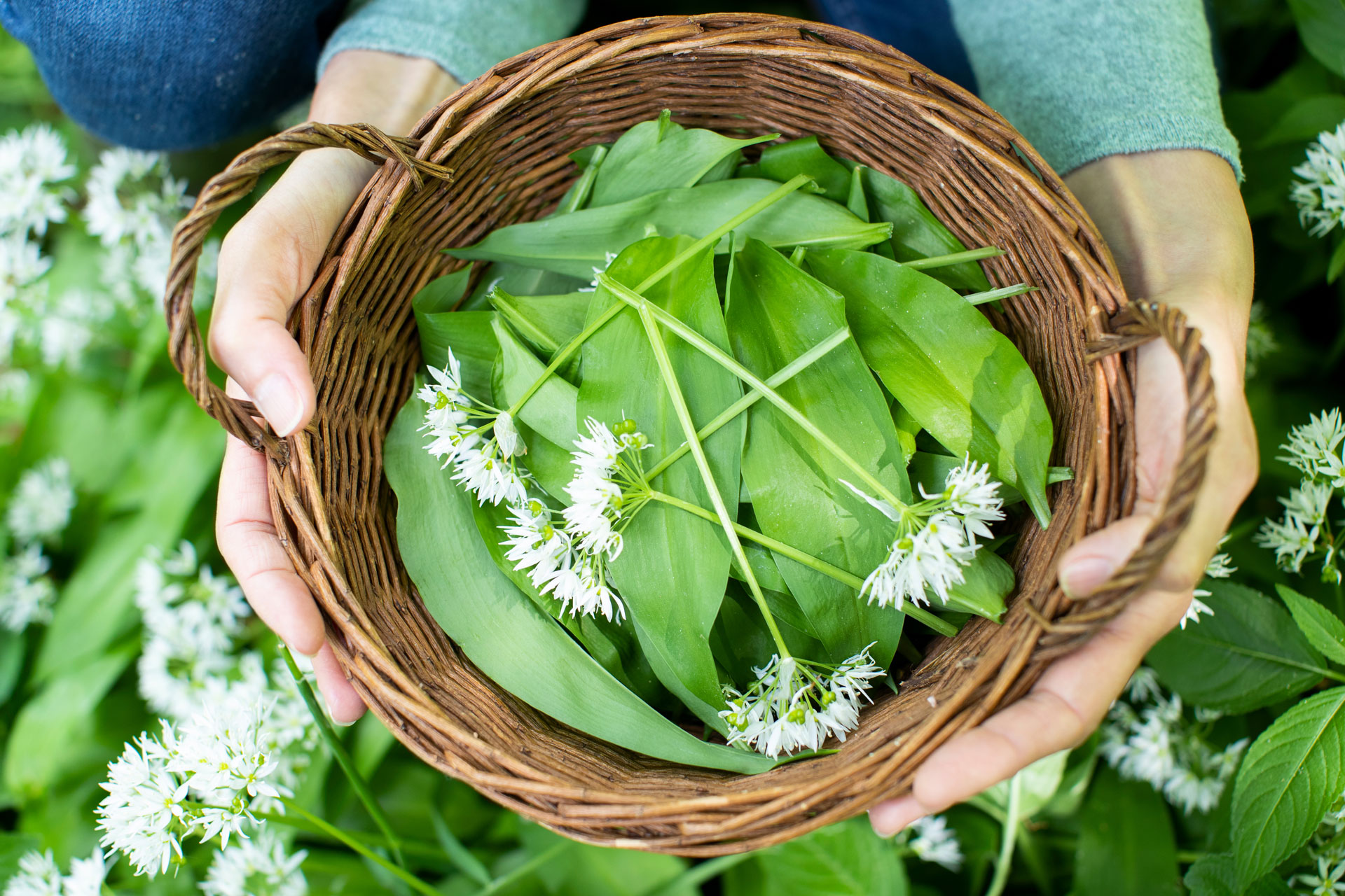 It's Wild Garlic Season: Here's How To Use It