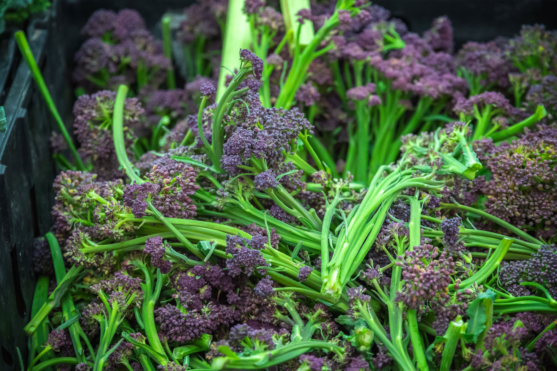 Purple sprouting broccoli