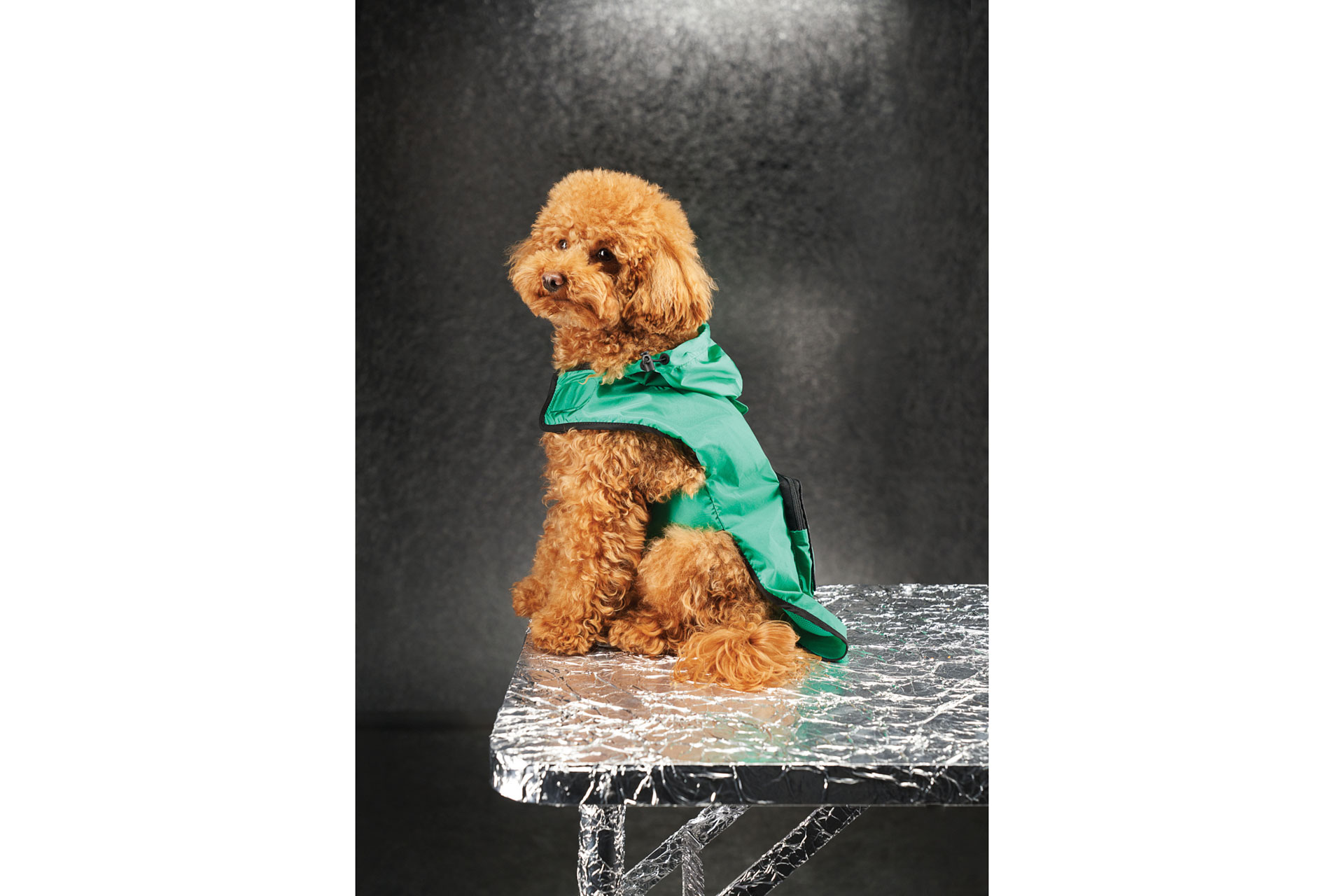 Moncler Poldo Dog Couture