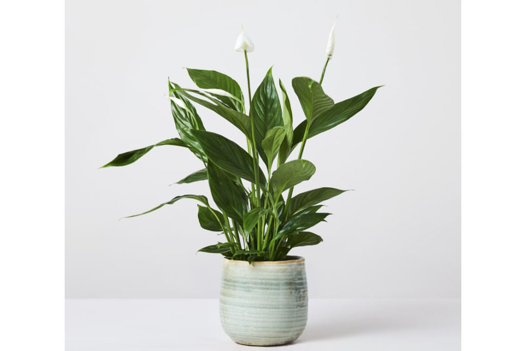 Patch Plants peace lily