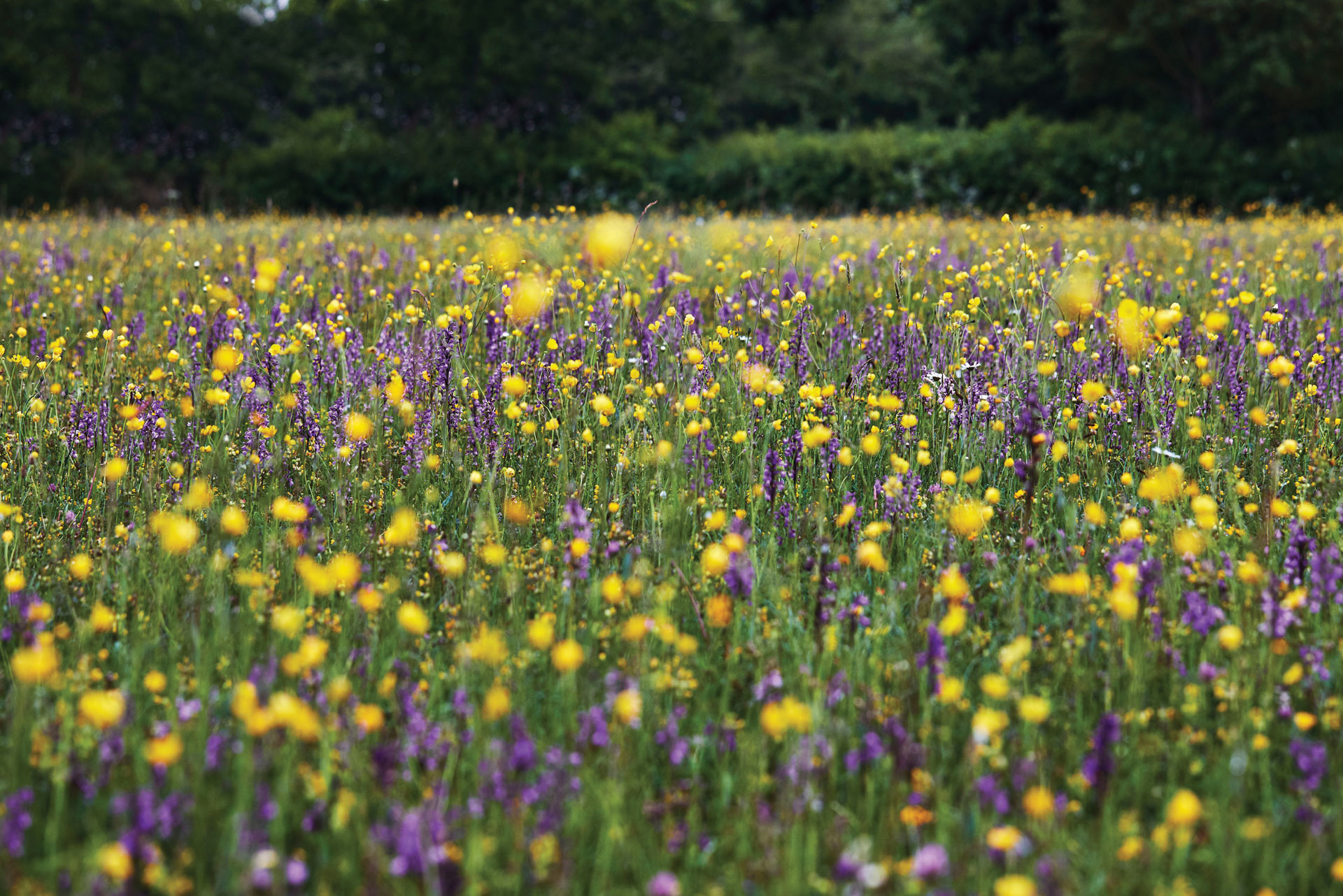 Seeds of Change - The Importance of Flowers