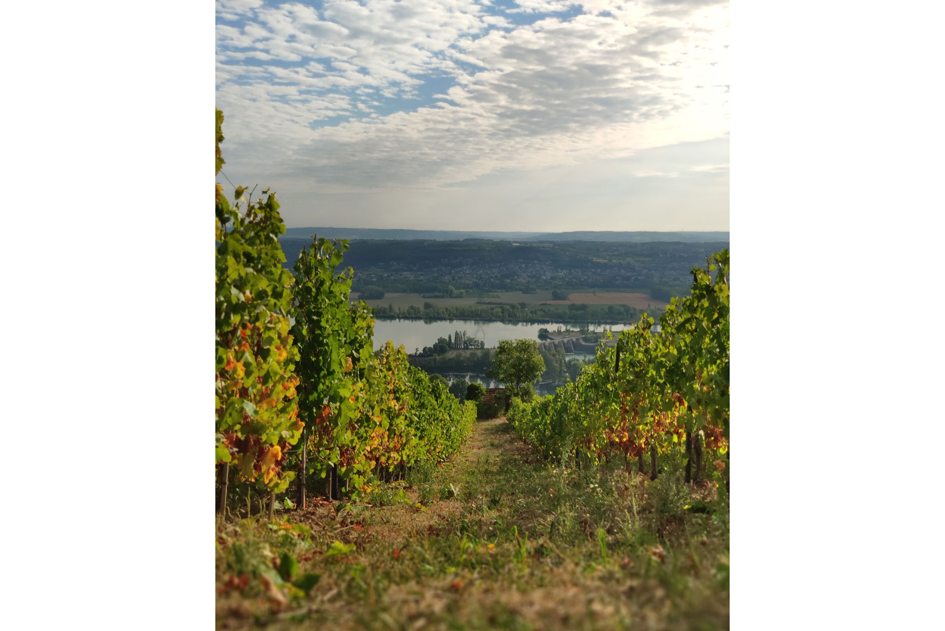 Saint Joseph Wine