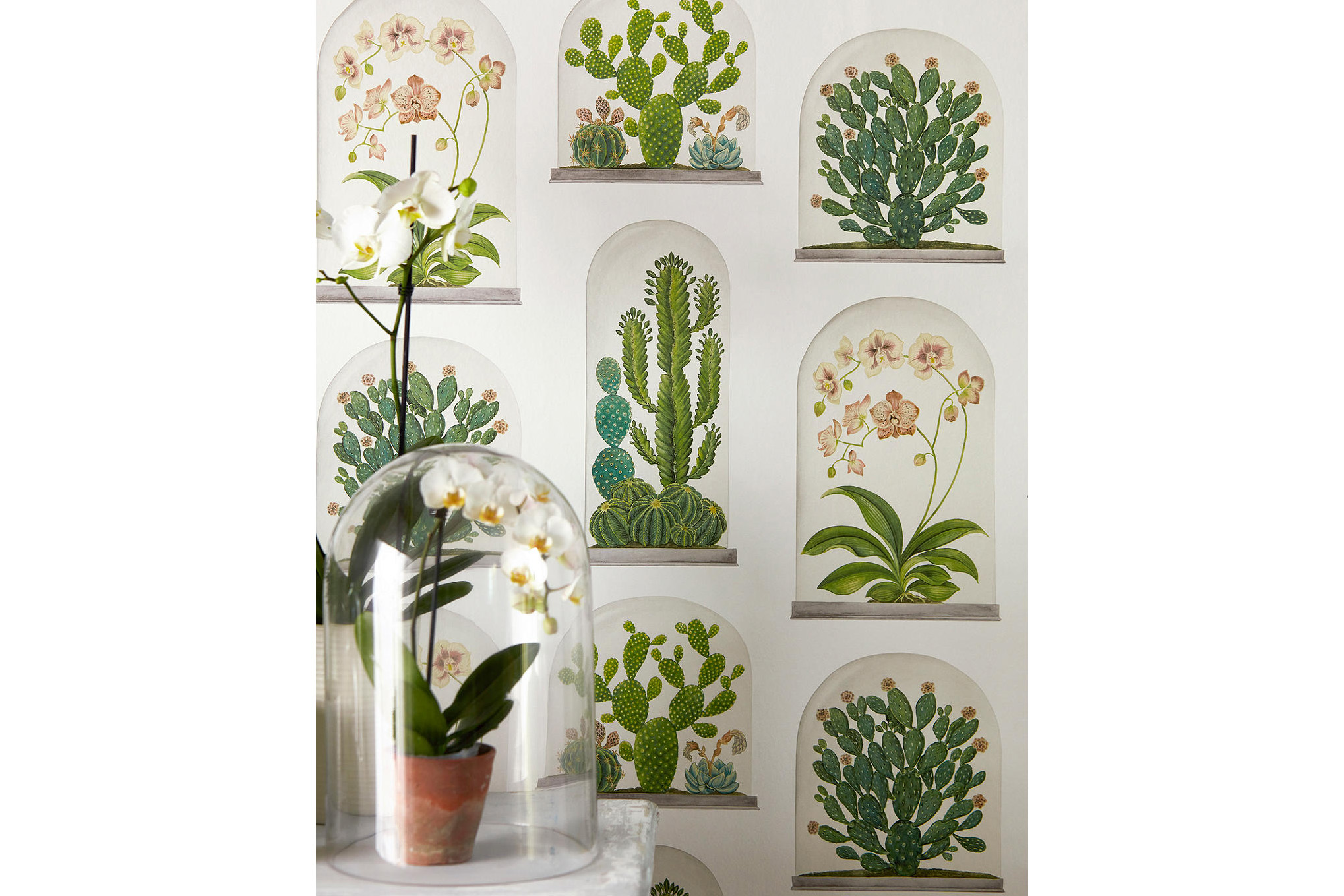 Sanderson terraniums wallpaper