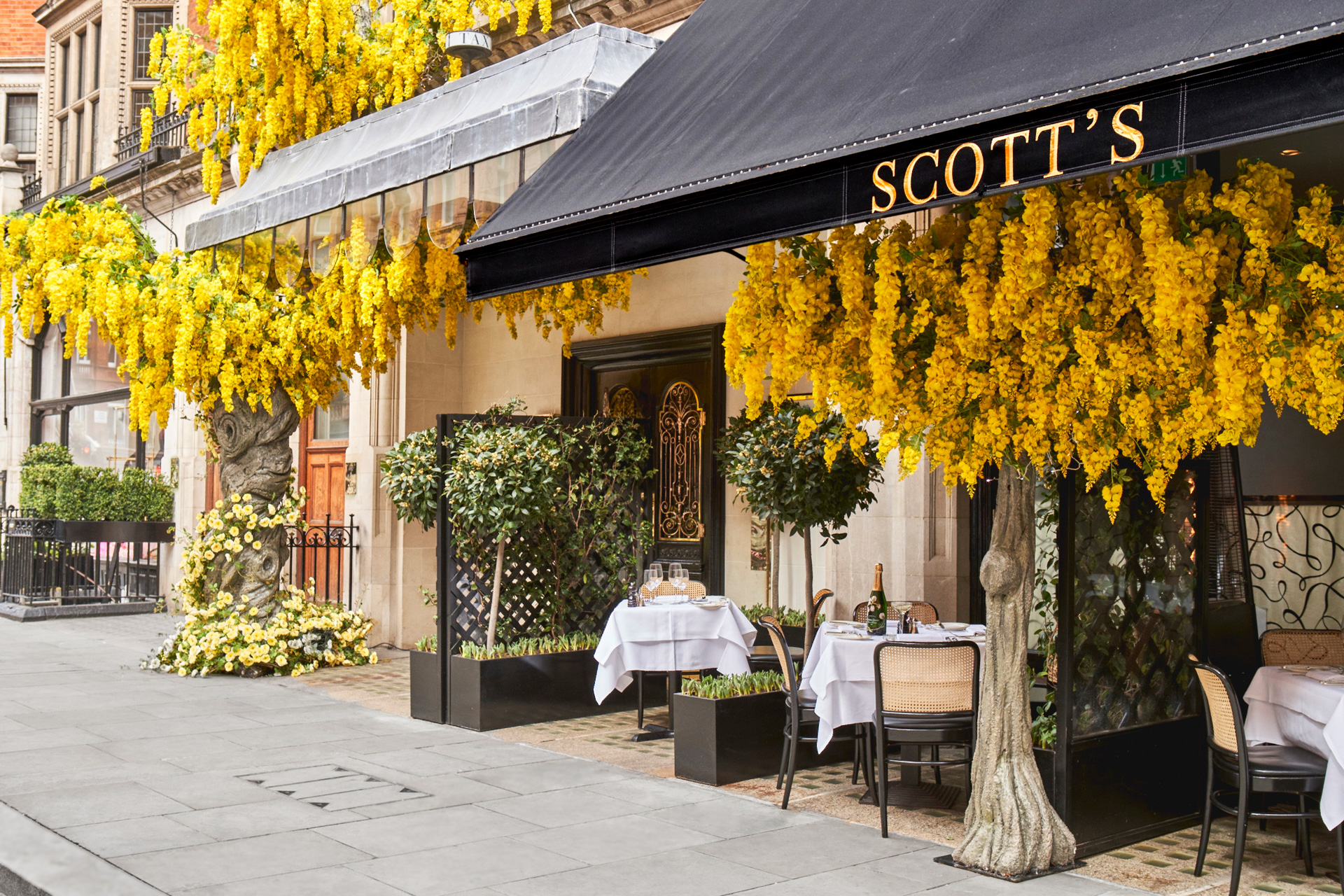 Scott's Mayfair