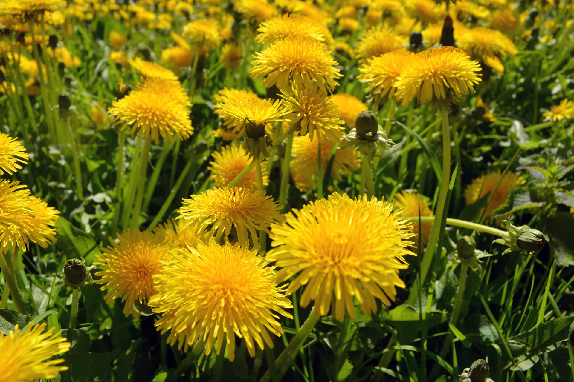 Dandelion 