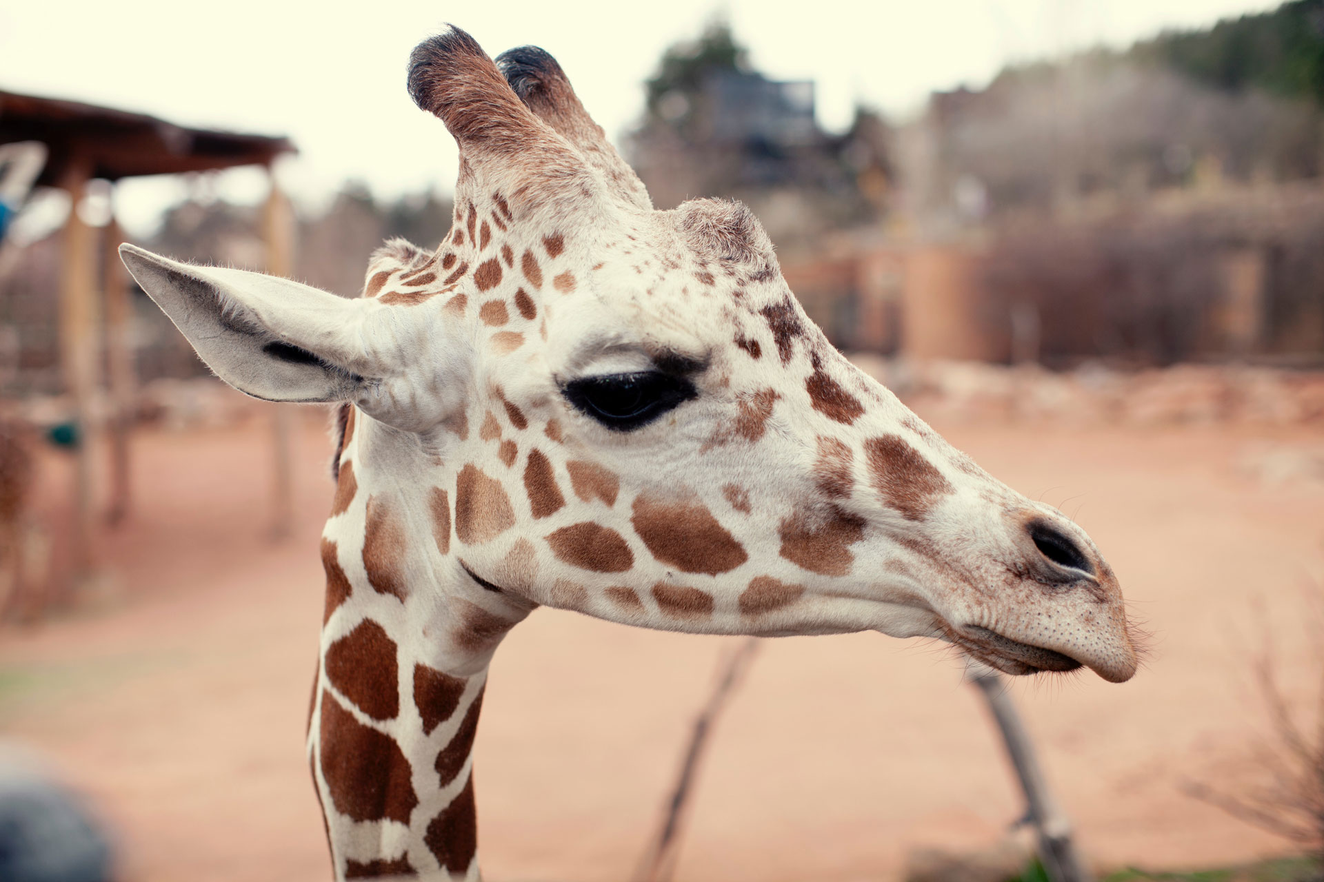 Sustainable Safaris: Eco-Friendly Lodges To Book Now