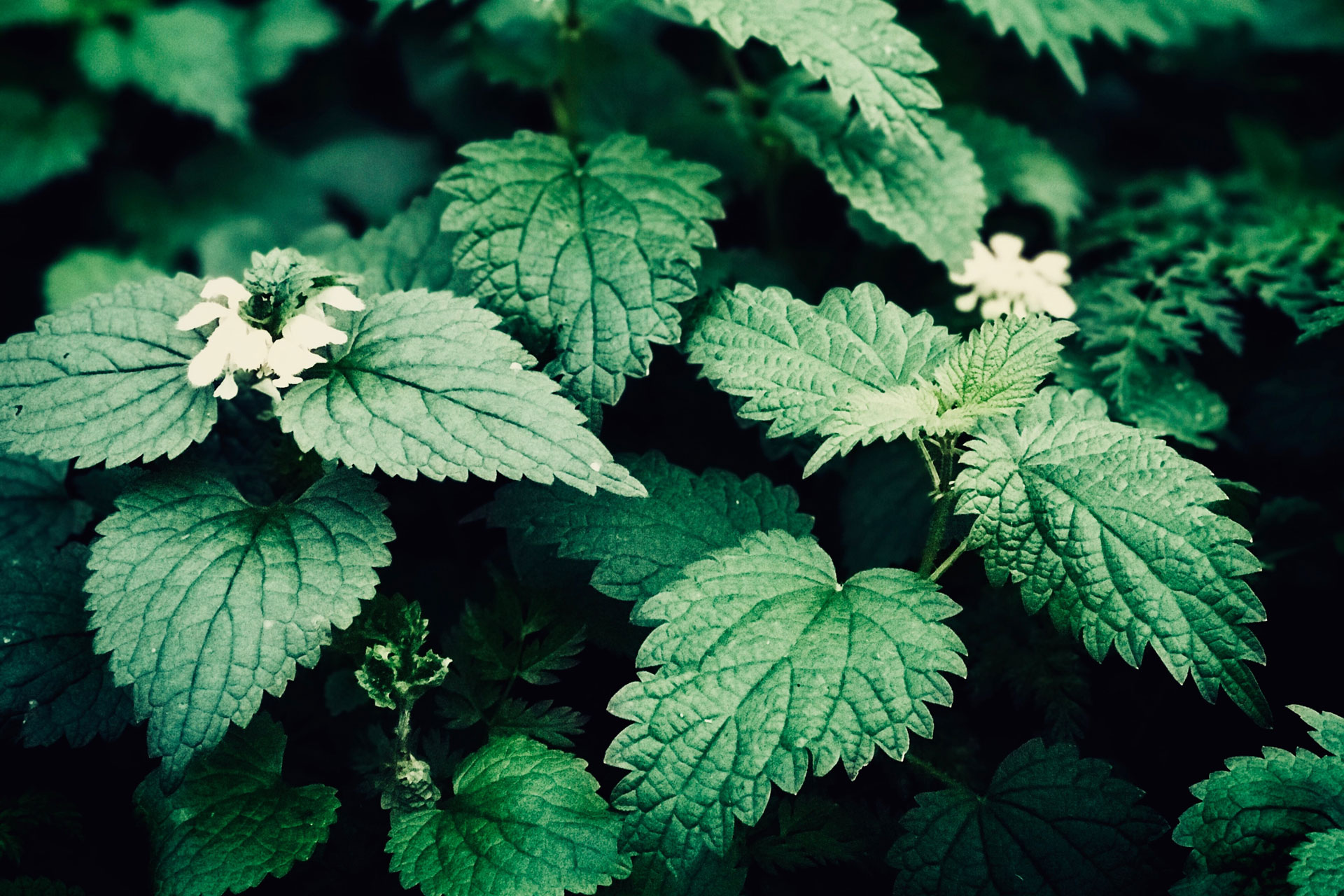 Nettle
