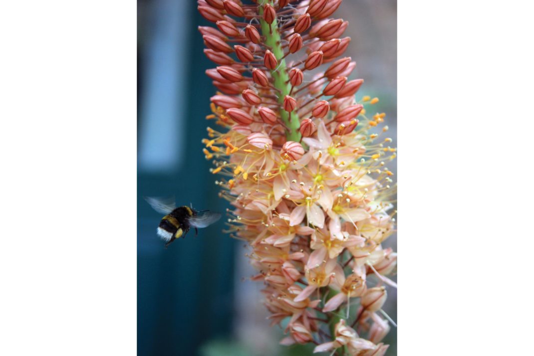 Flower Yard hyacinth