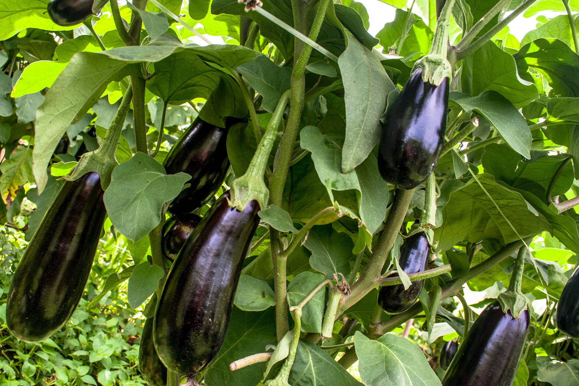 Aubergines