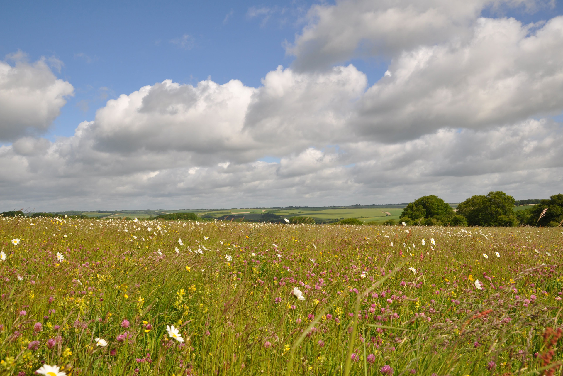 Eco Festivals: Why You Should Book One This Summer