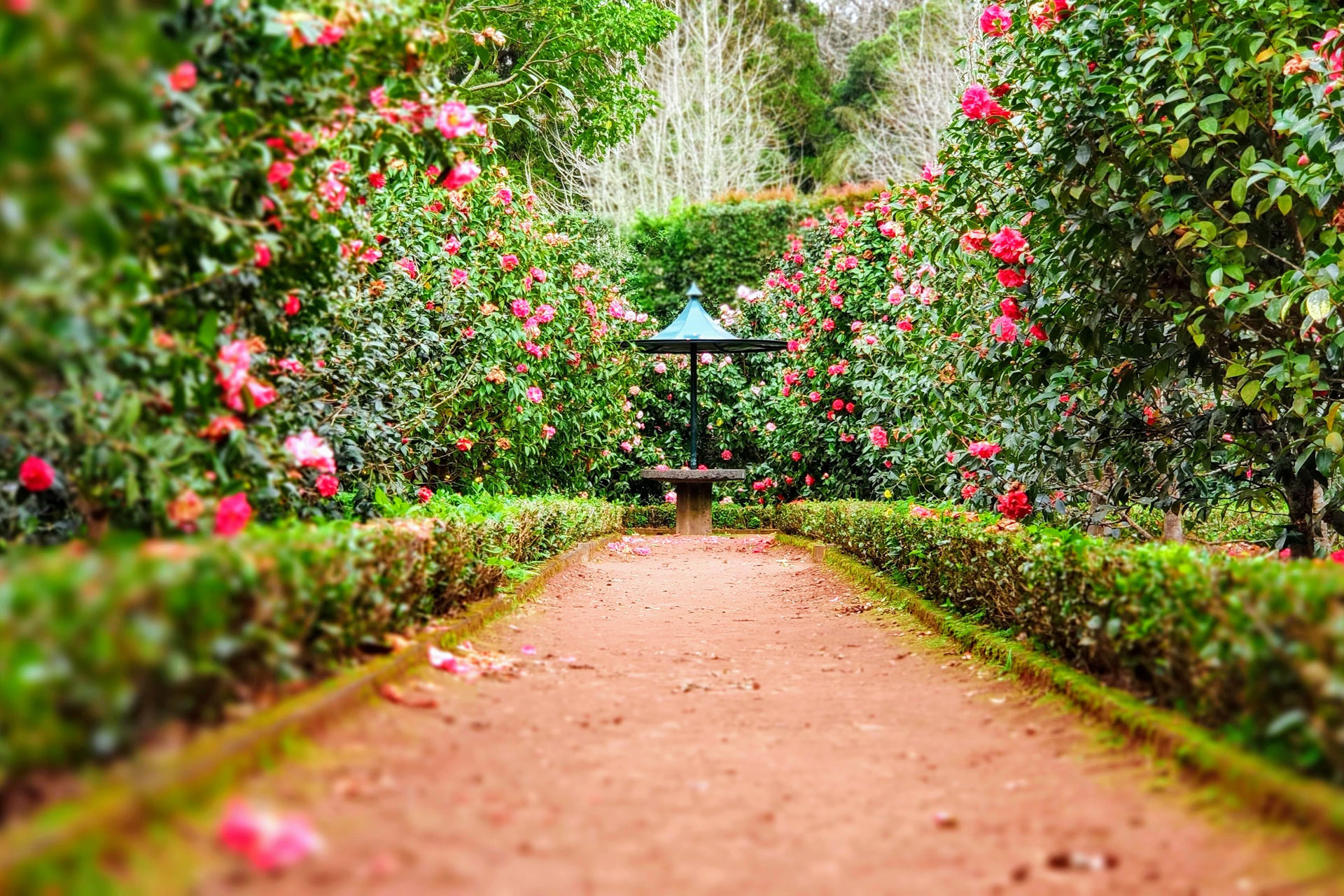The Ecological Gardener: How To Create a Vista in Your Garden