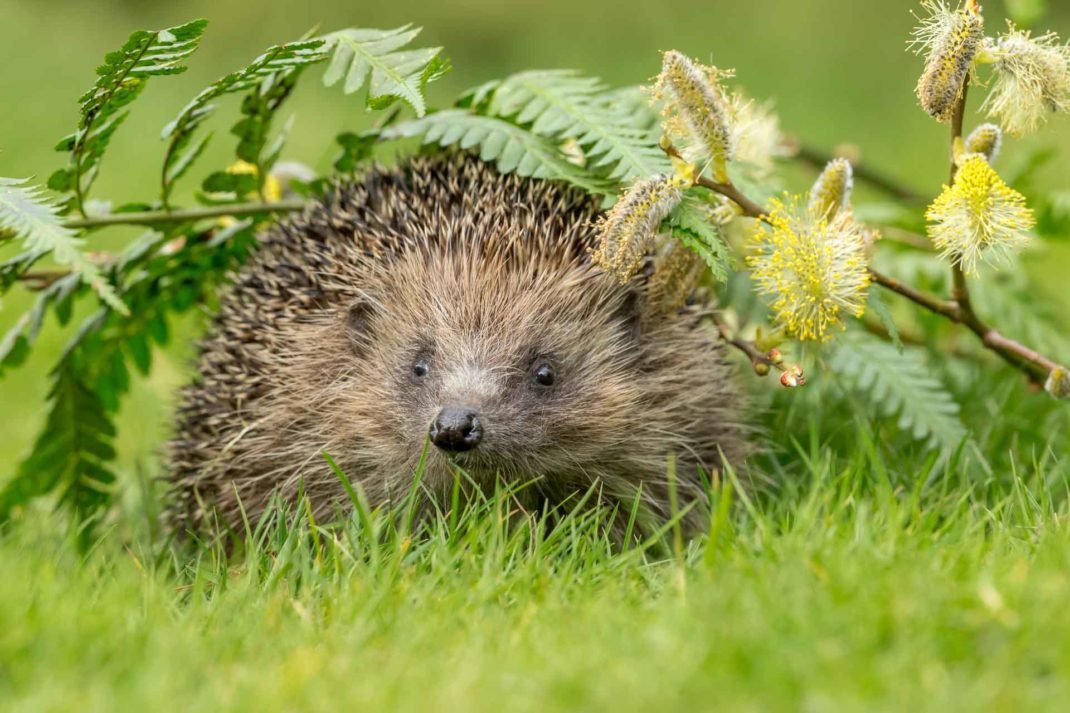 Hedgehog