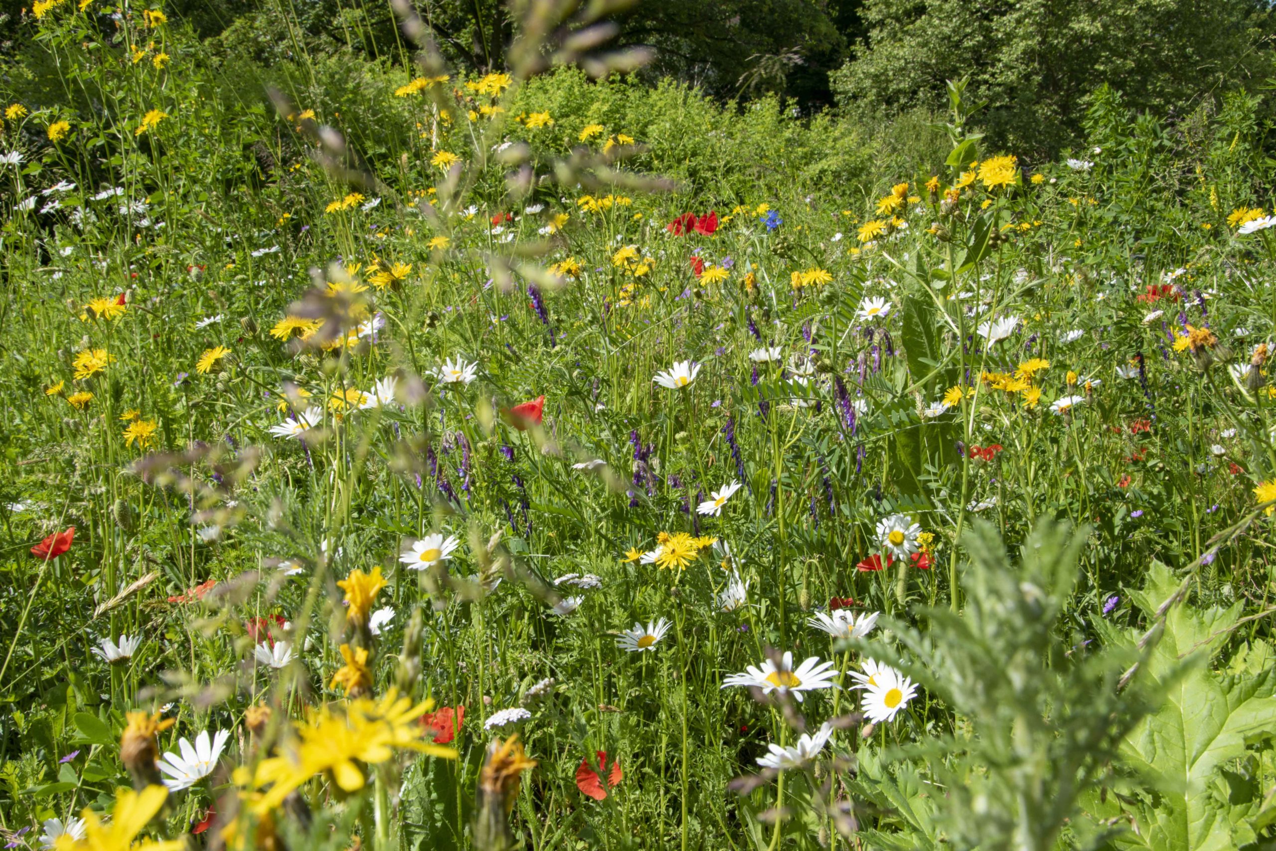 Wildflower meadow