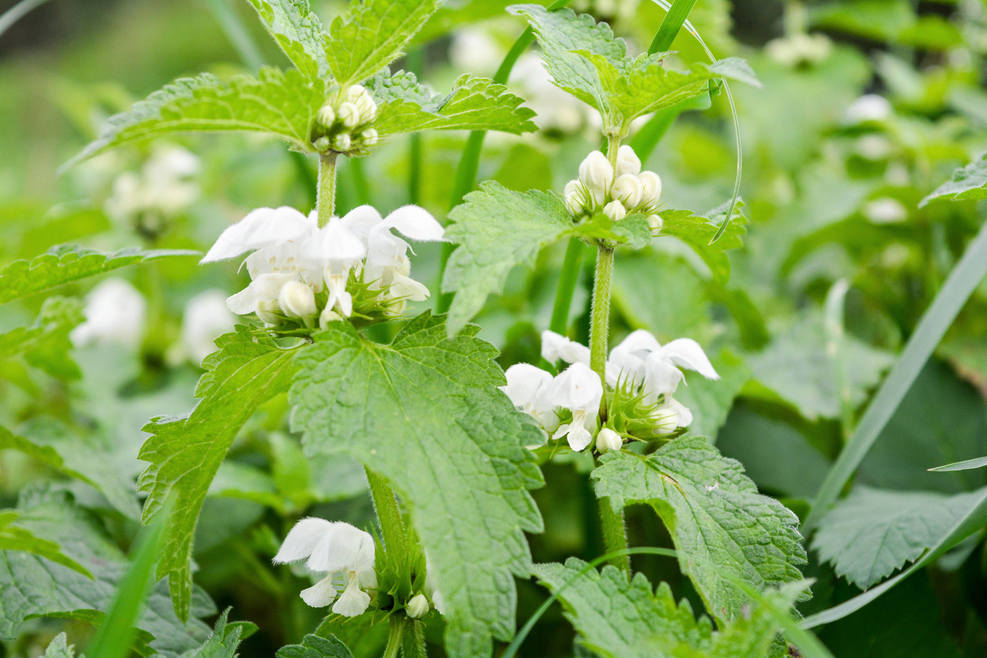 Vegetable of the Week: Nettle
