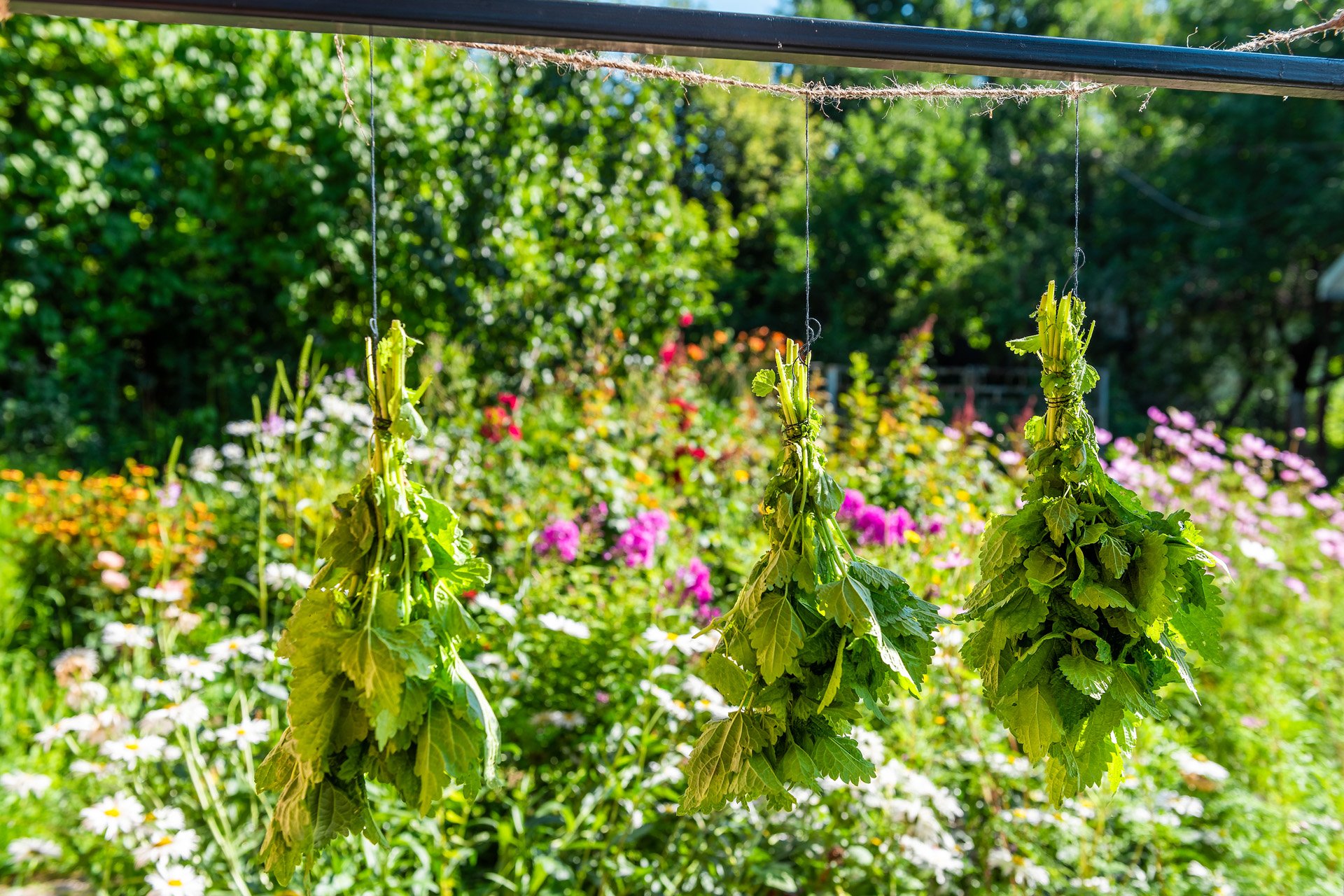 Recipe: Foraged Nettle Chips