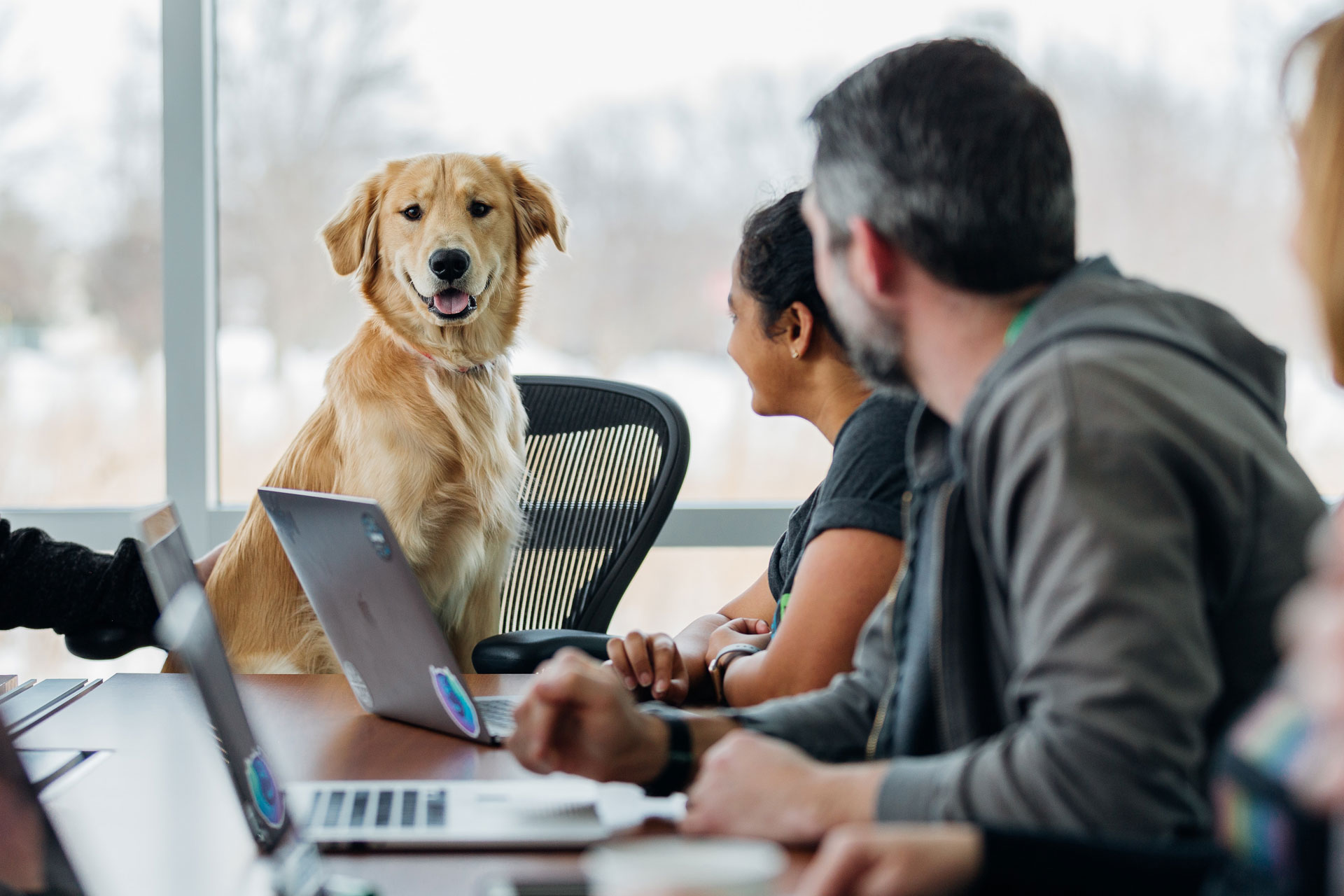 dog in an office