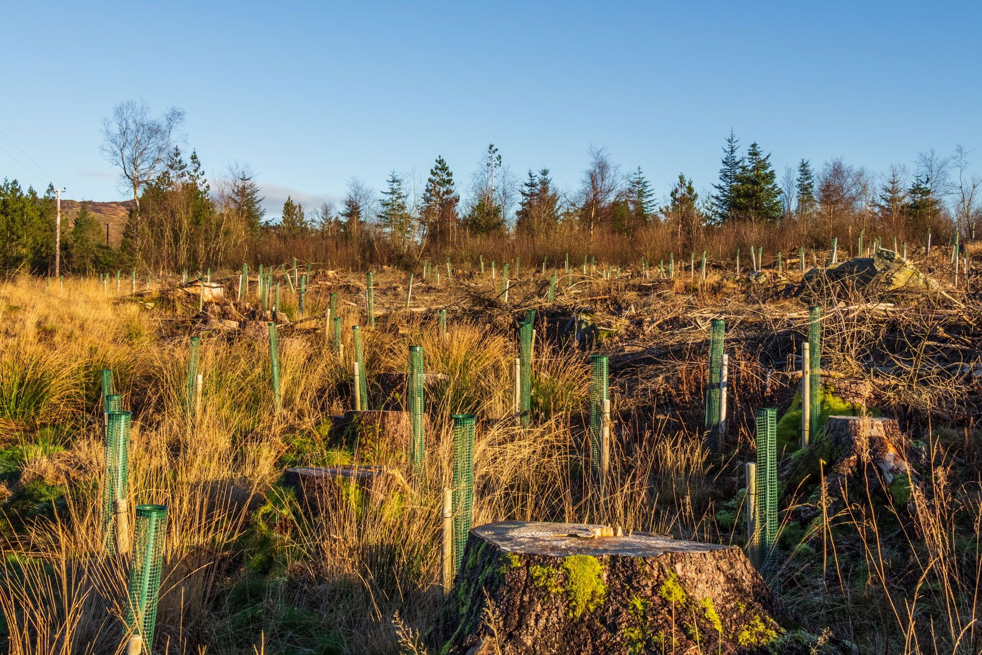 Rewilding: Interview with Isabella Tree