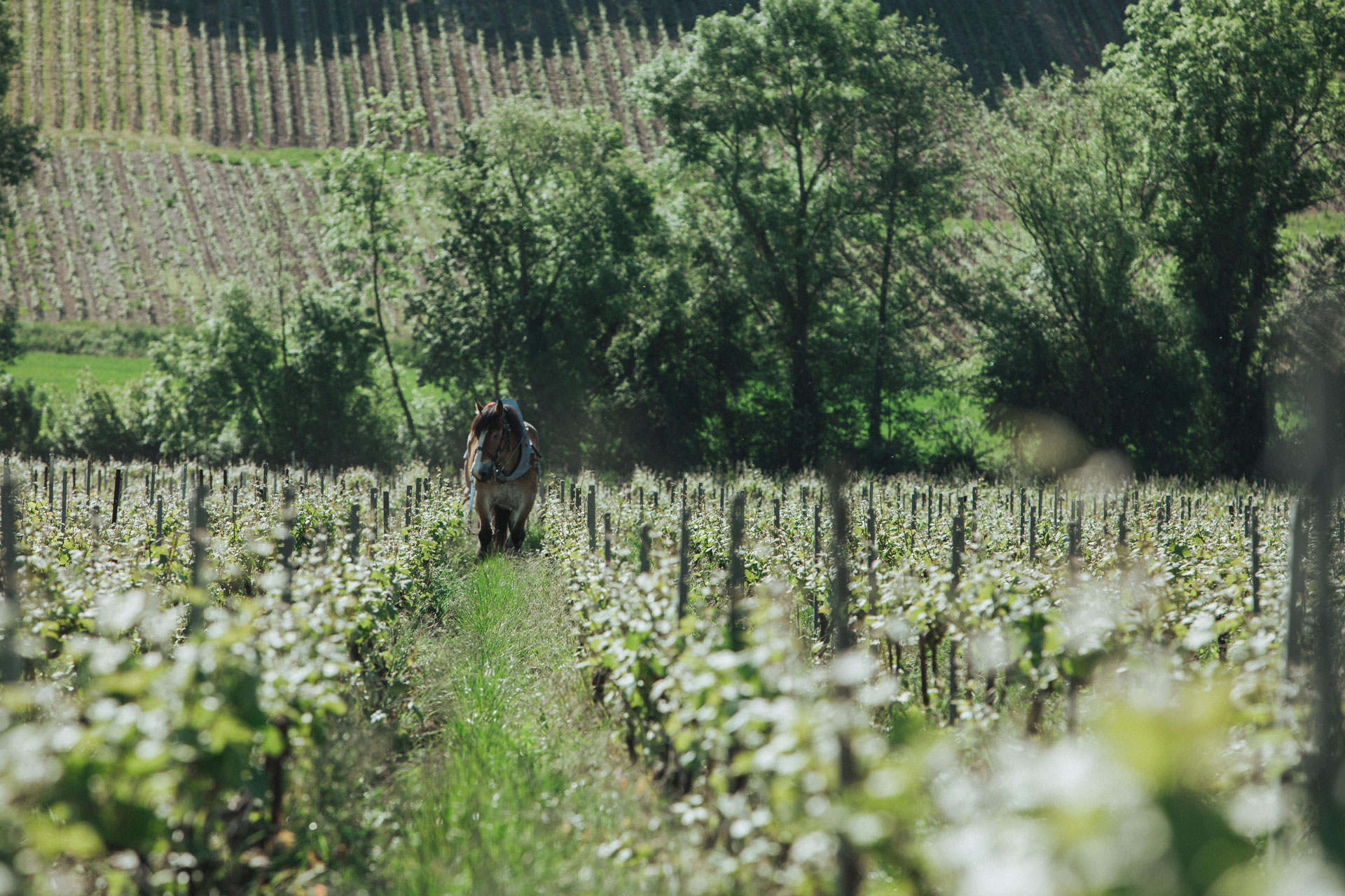 Champagne Telmont Reveals its Sustainability Goals