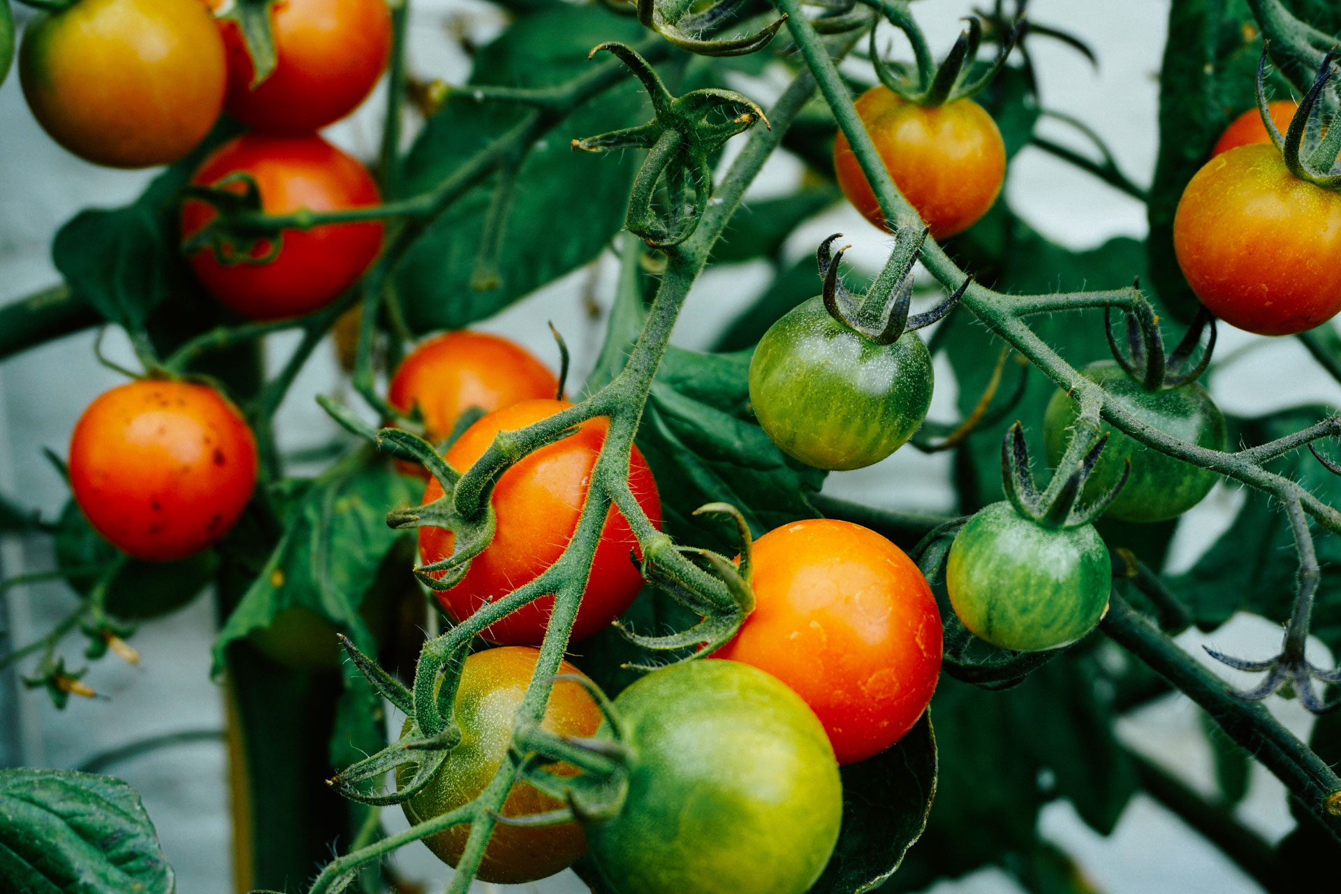 Fruit of the Week: Tomatoes