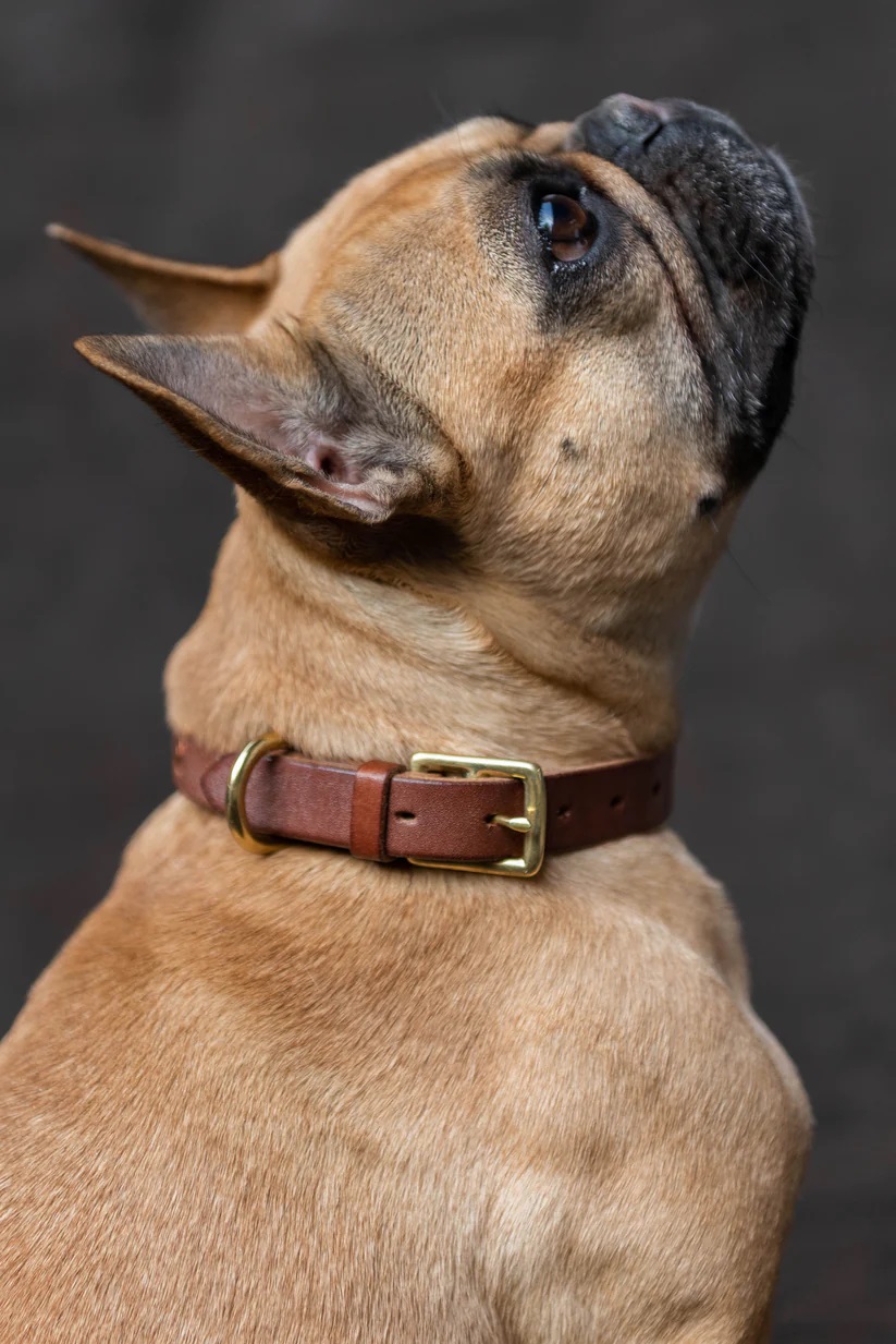 Bulldog in brown leather collar