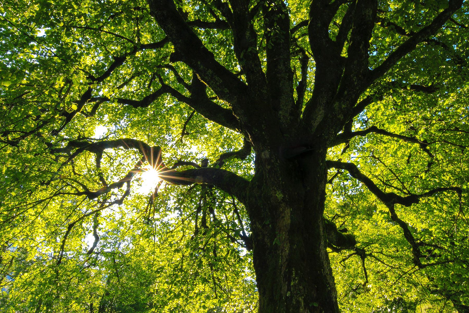 Green Heroes: Jacob Wedderburn-Day and Anthony Collias, Co-Founders Of Treepoints