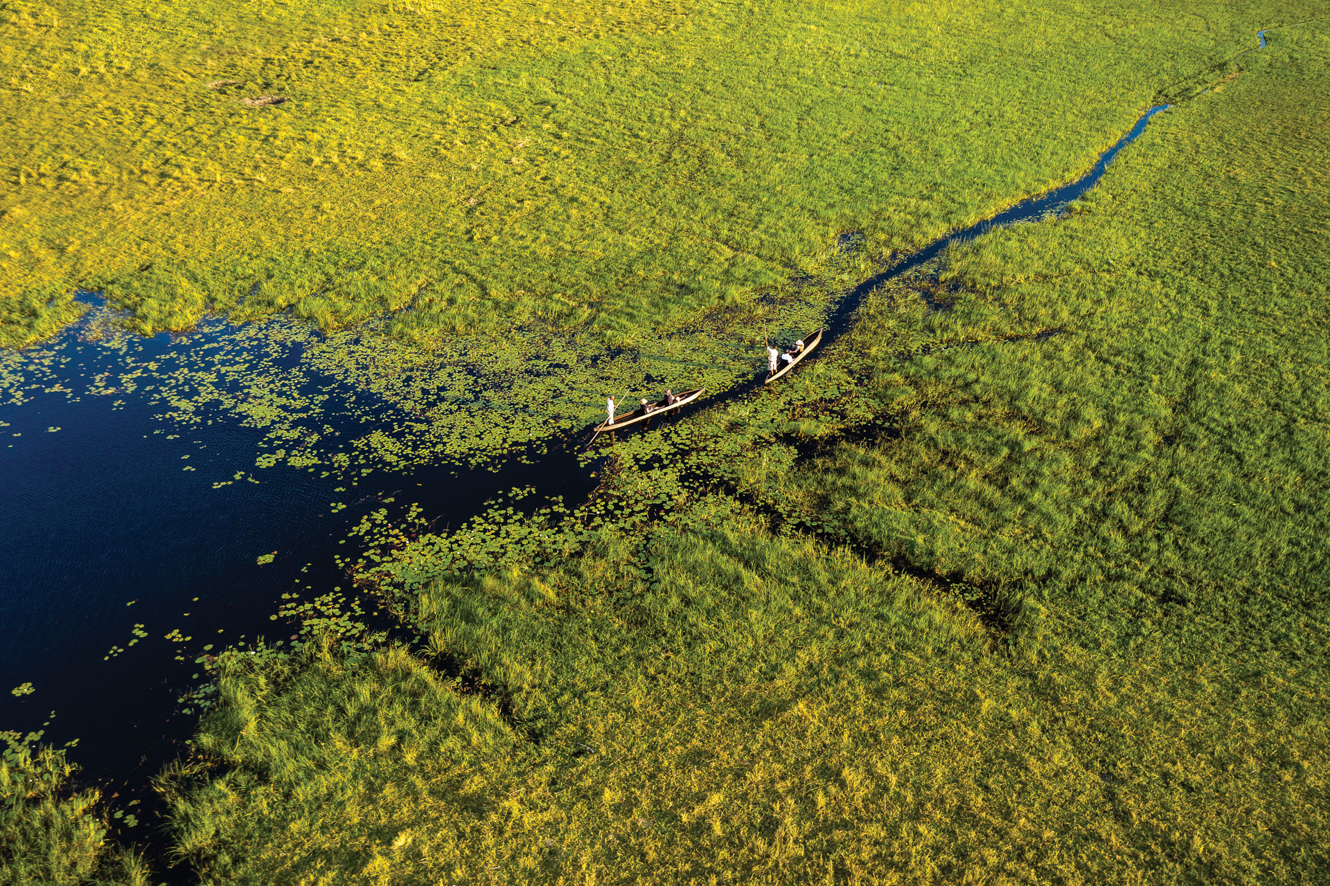 Mokoro canoes paddle the Okavango Delta