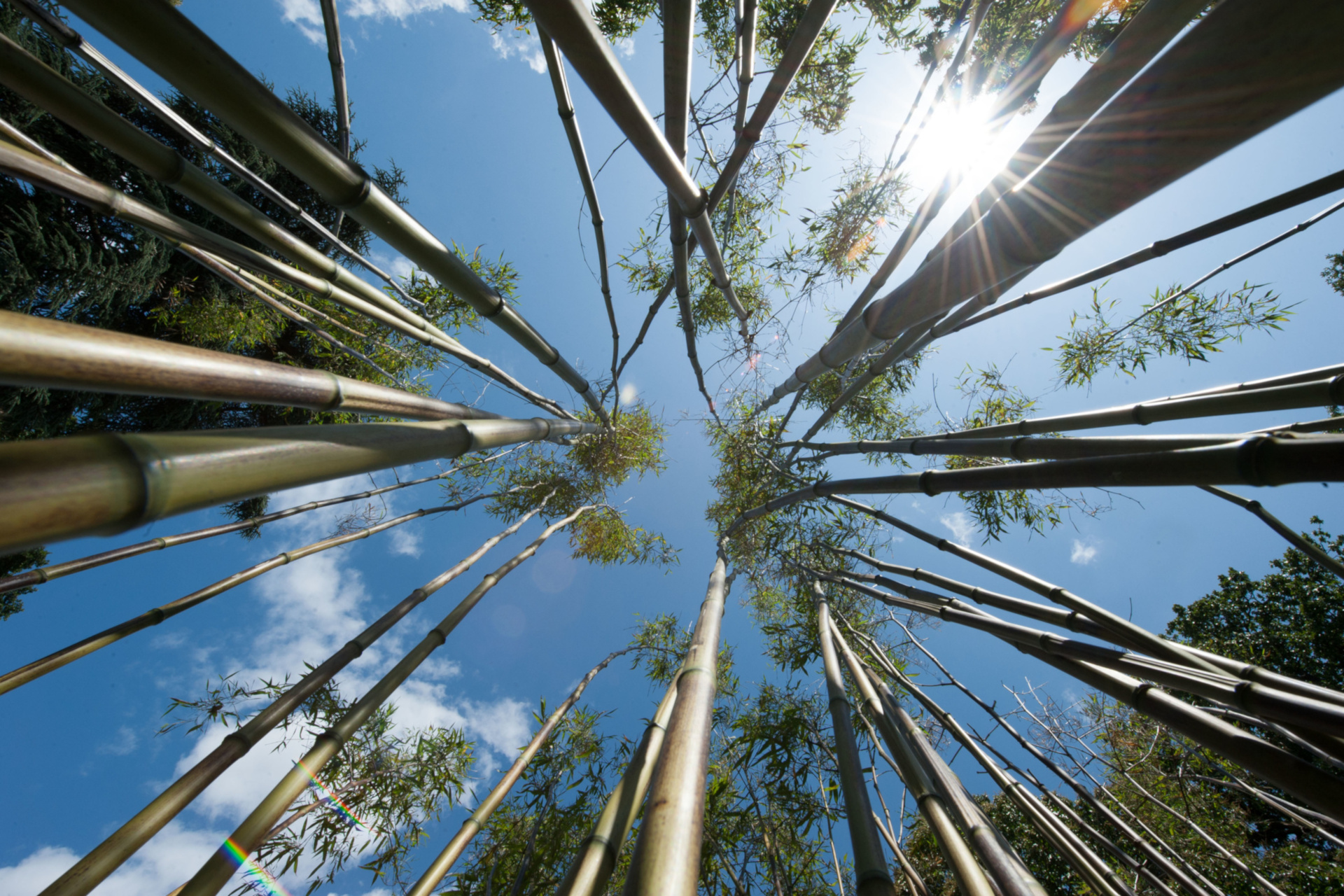 Bamboo Garden, Kew Gardens