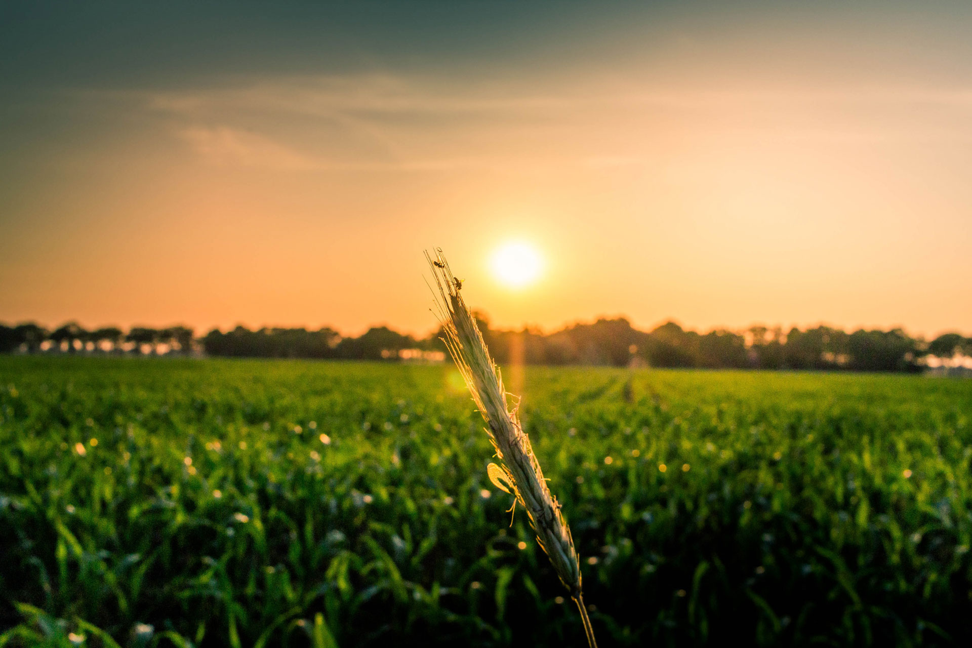Sustainability Terms Explained: Regenerative Agriculture