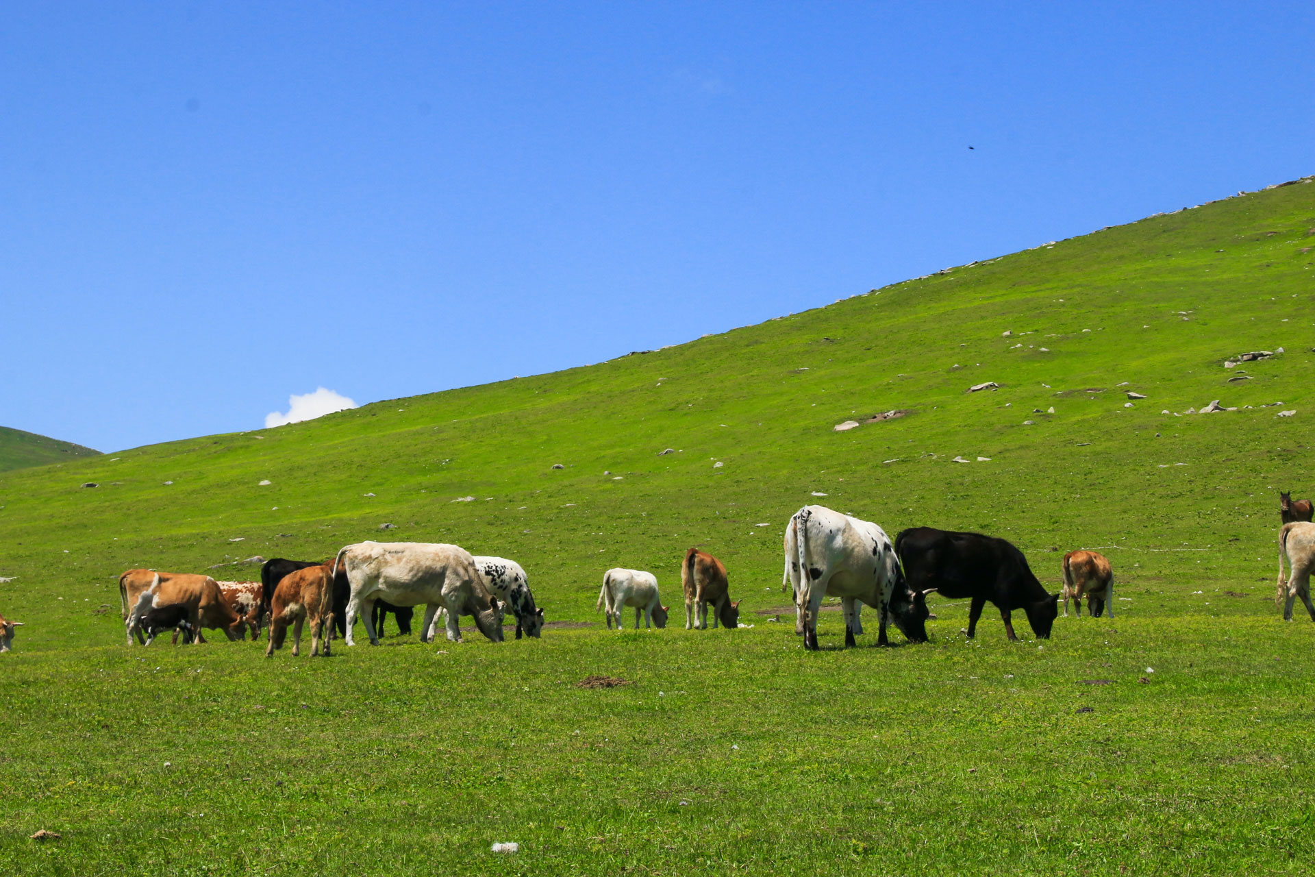 Farming