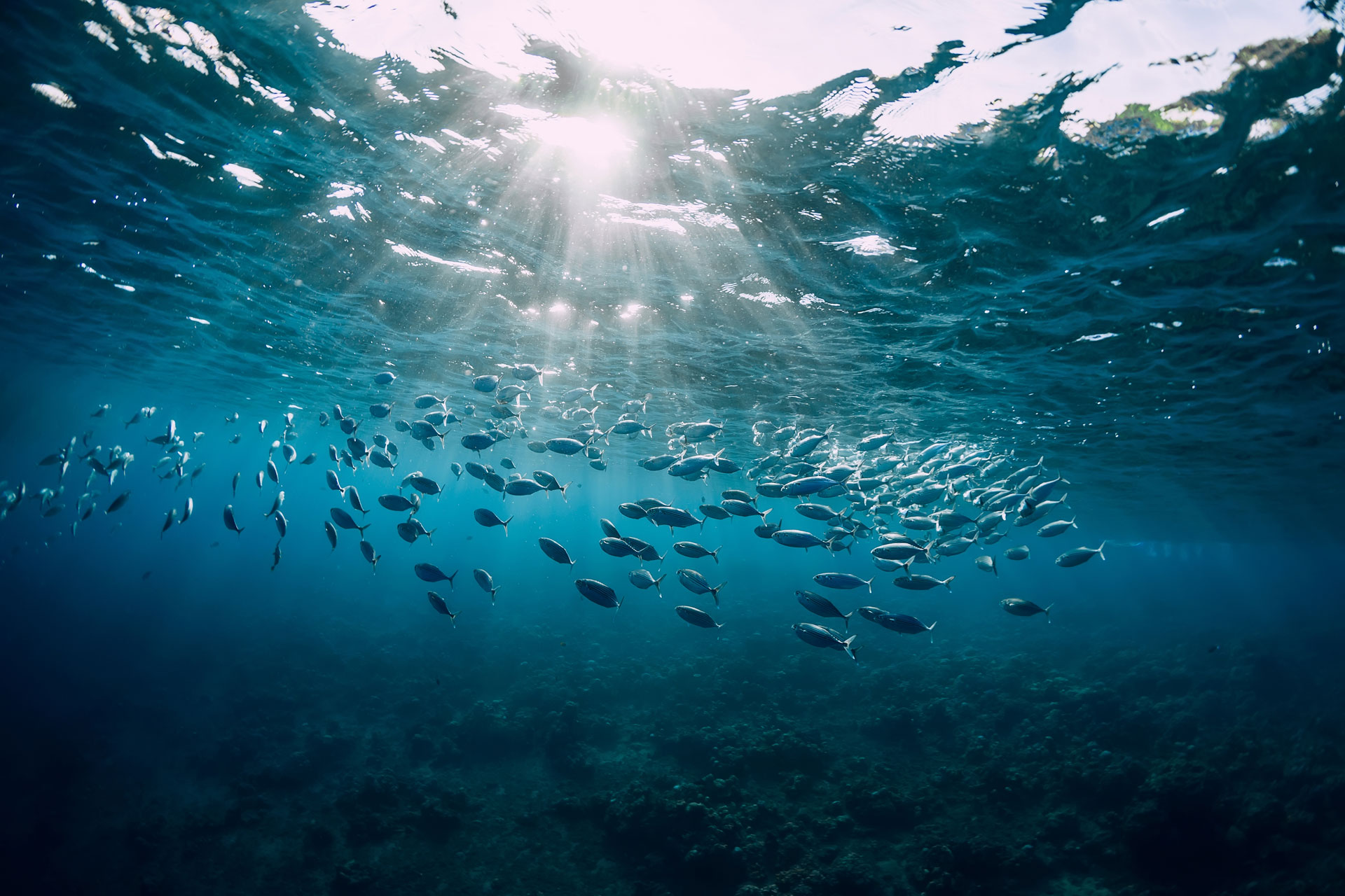A Guide To Responsible Seafood