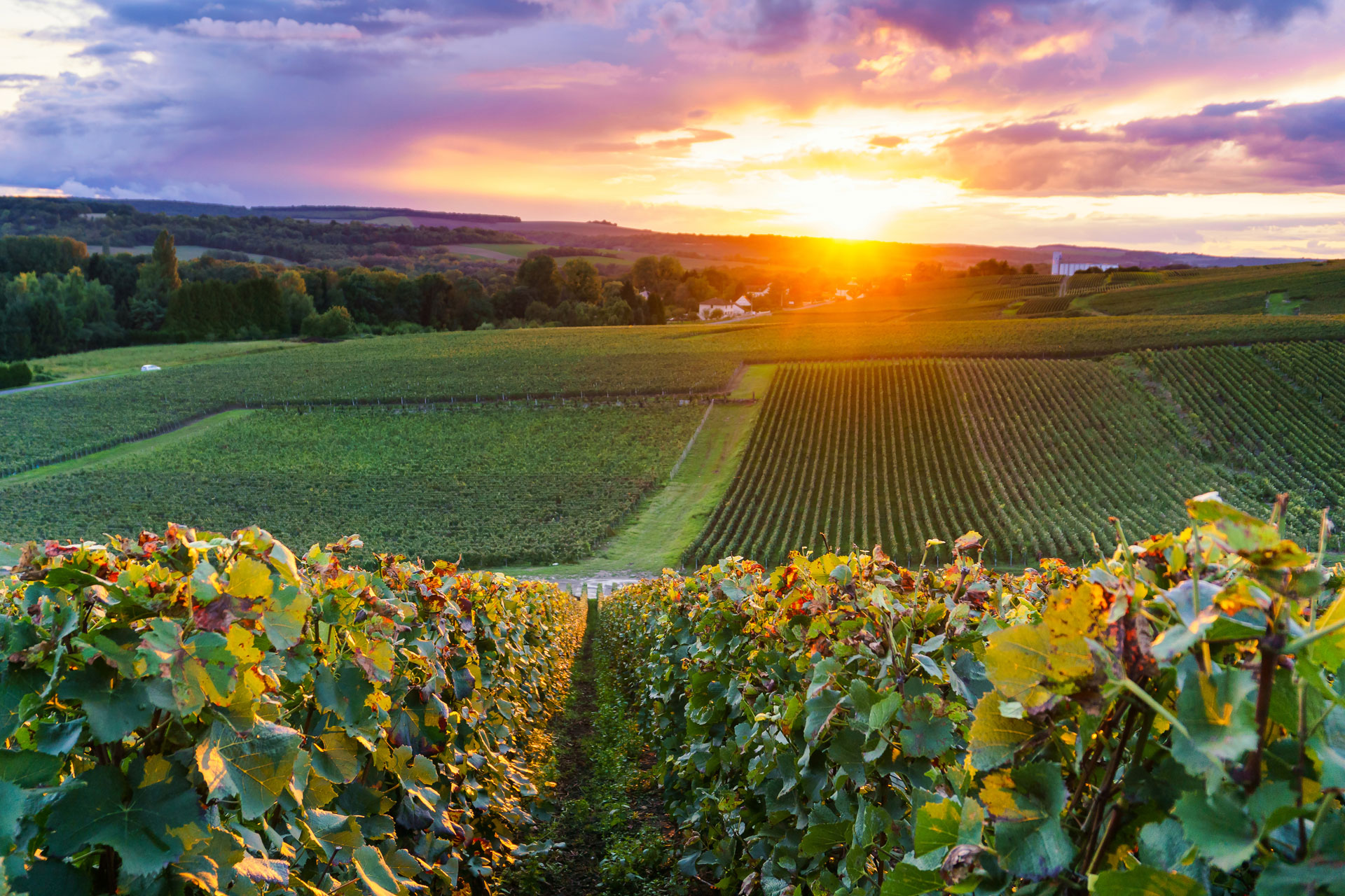 How Are Champagne Brands Addressing Sustainability?