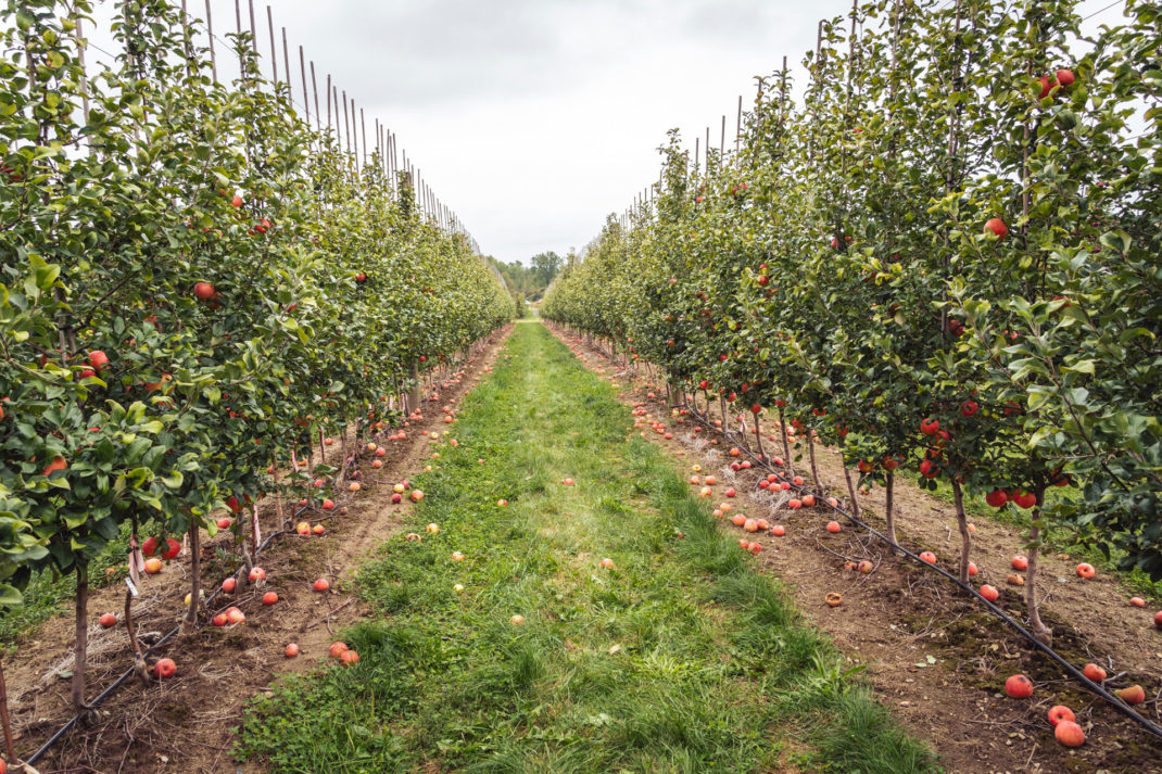 Cider orchard