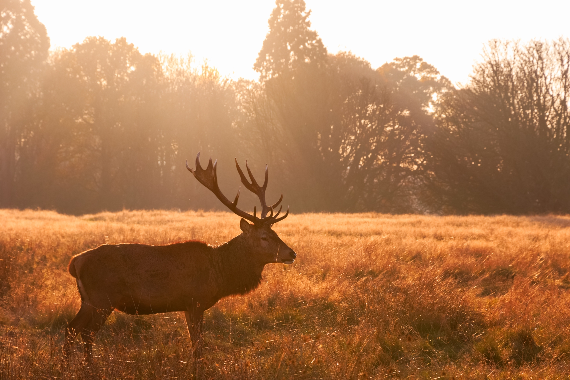 The Best Parks in London to Paint En Plein Air - Richmond Park