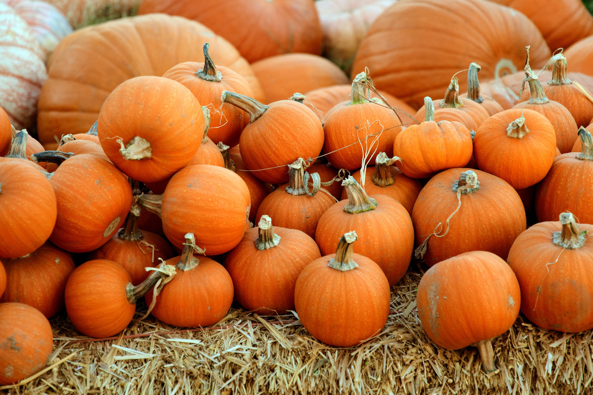 Recipe: Adam Byatt’s Pumpkin Risotto