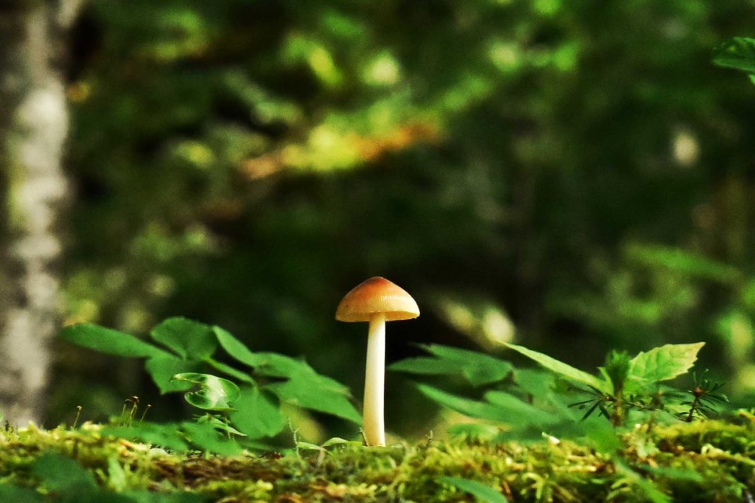 5 Reasons Why Mushrooms Are The Future of Sustainability C&TH