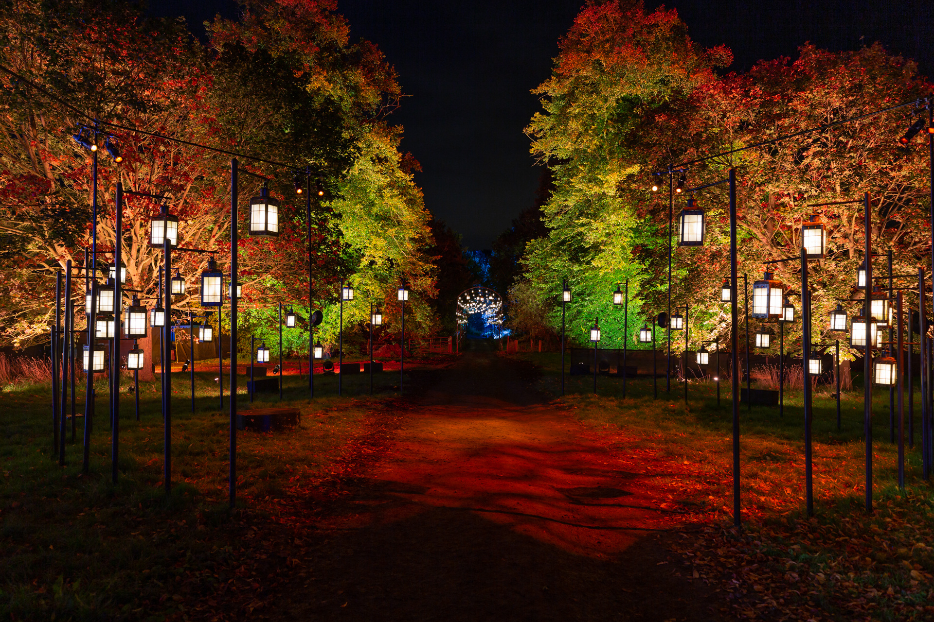 Forest lit up with lanterns